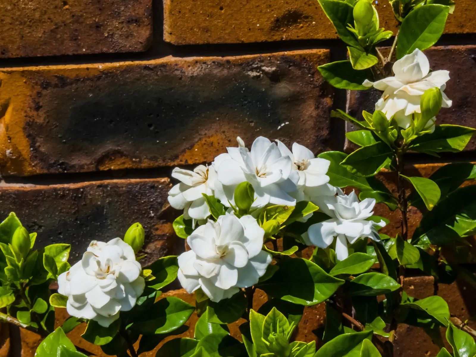 Gardenia (Gardenia Jasminoides) — Mulching helps retain soil moisture and maintains a consistent soil temperature; shrub for full or half, image 71