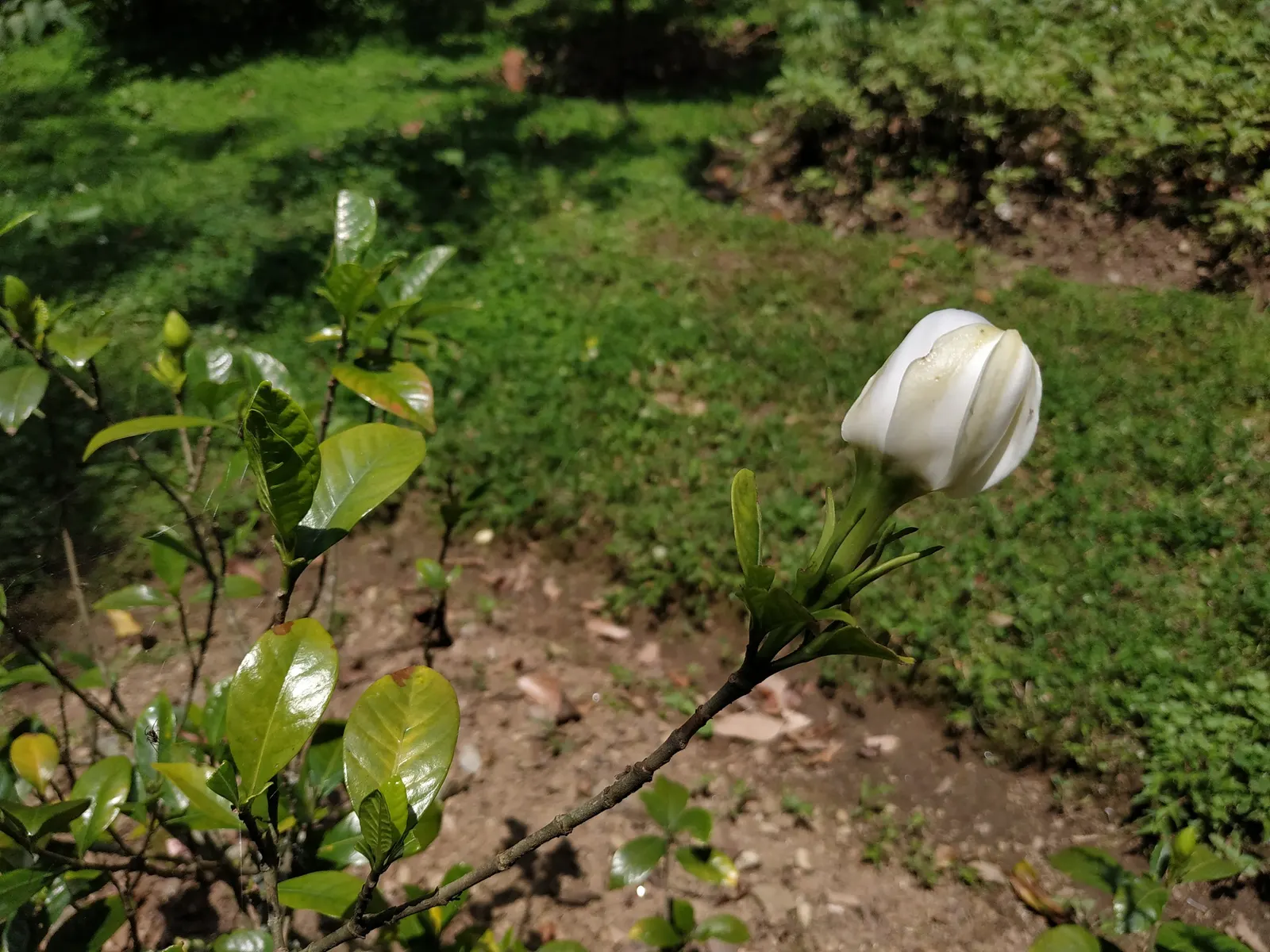 Gardenia (Gardenia Jasminoides) — depending on the cultivar; though too much direct sunlight can scorch the leaves, image 92