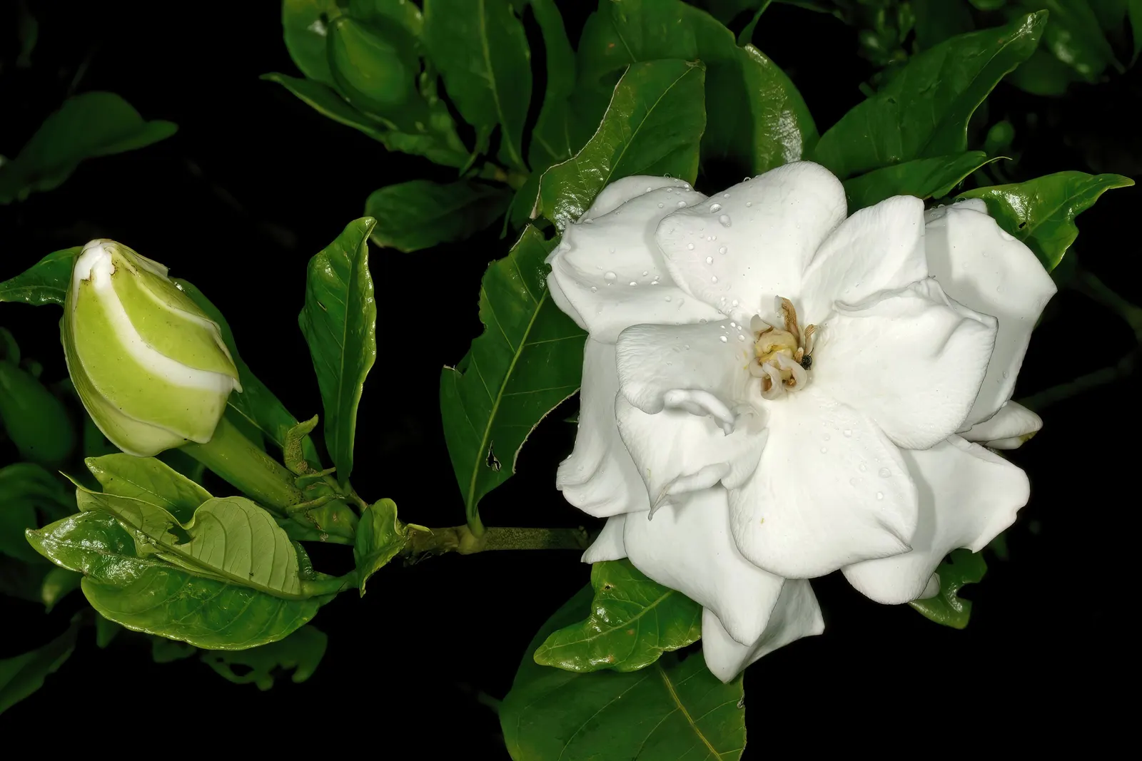 Gardenia (Gardenia Jasminoides) — The shrub benefits from consistent moisture, but overwatering or poor drainage can lead to root rot; mulching, image 70
