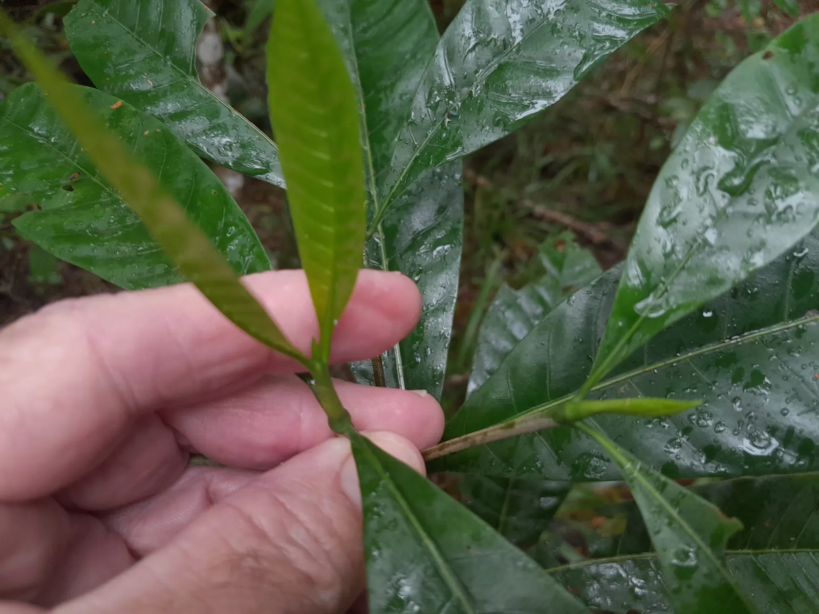 Gardenia (Gardenia Jasminoides) — which typically bloom from mid-spring to mid-summer; this evergreen shrub typically matures to 3-6 feet tall and, image 90
