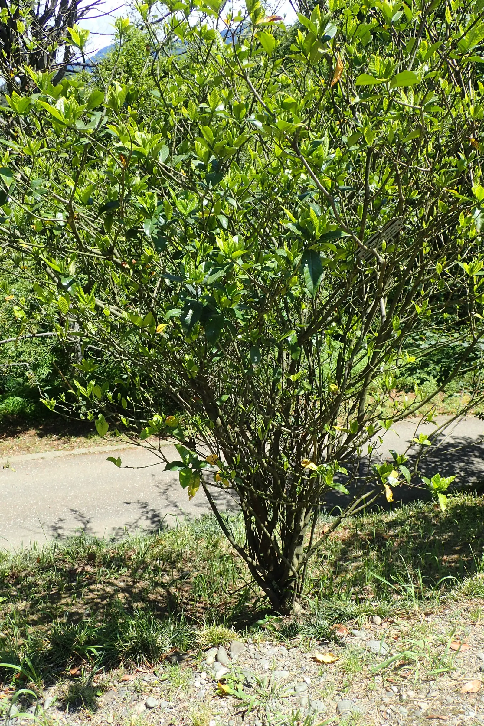Gardenia (Gardenia Jasminoides) — or even in containers where their growth can be more easily managed and appreciated; dark green leaves and highly, image 101