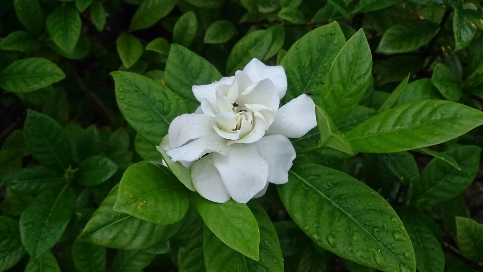 Gardenia (Gardenia Jasminoides) — which typically bloom from mid-spring to mid-summer; this evergreen shrub typically matures to 3-6 feet tall and, image 64