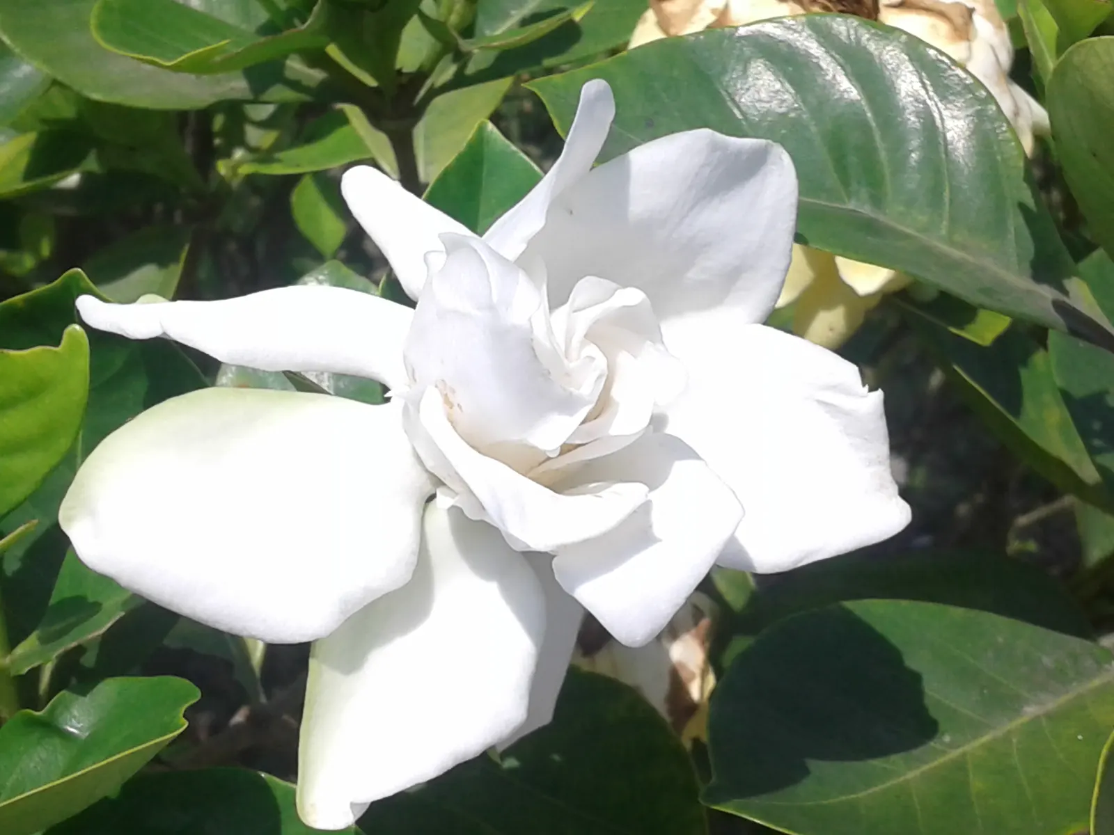 Gardenia (Gardenia Jasminoides) — The flowers can reach up to 3 inches in diameter and may either be single or double-form; a native to the, image 65