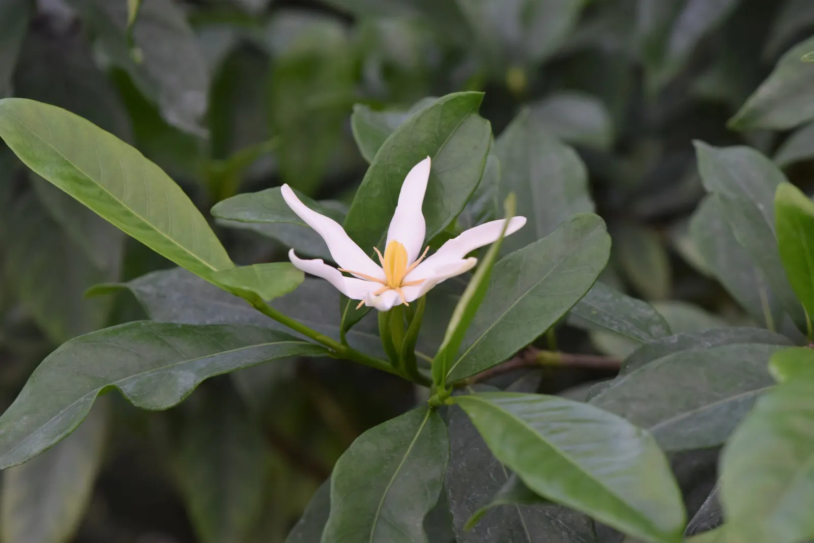 Gardenia (Gardenia Jasminoides) — Mulching helps retain soil moisture and maintains a consistent soil temperature; shrub for full or half, image 97