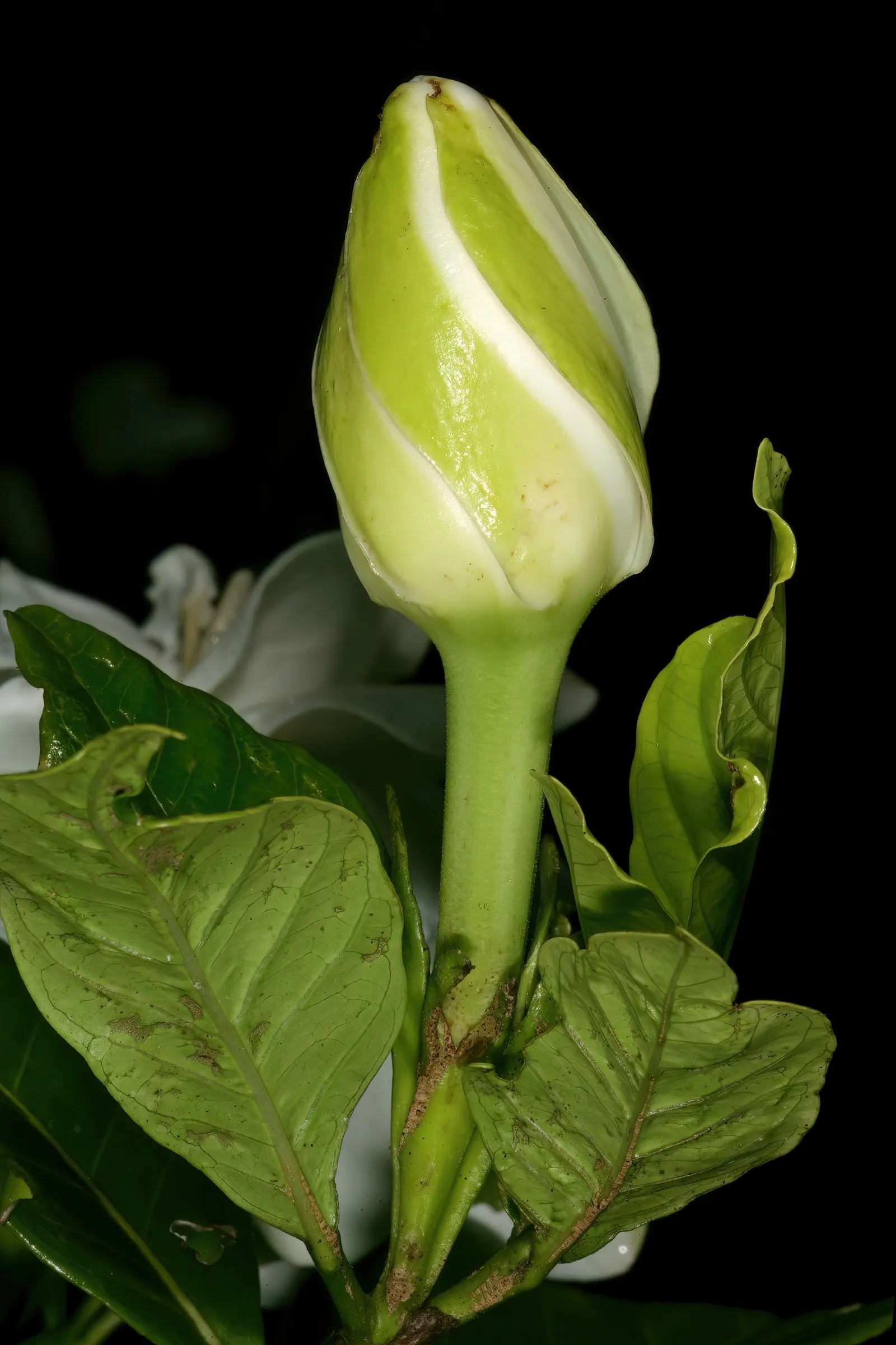 Gardenia (Gardenia Jasminoides) — acidic soil with a pH between 5.0 and 6.5 and prefer a location with partial to full sun exposure; gardenias, image 120