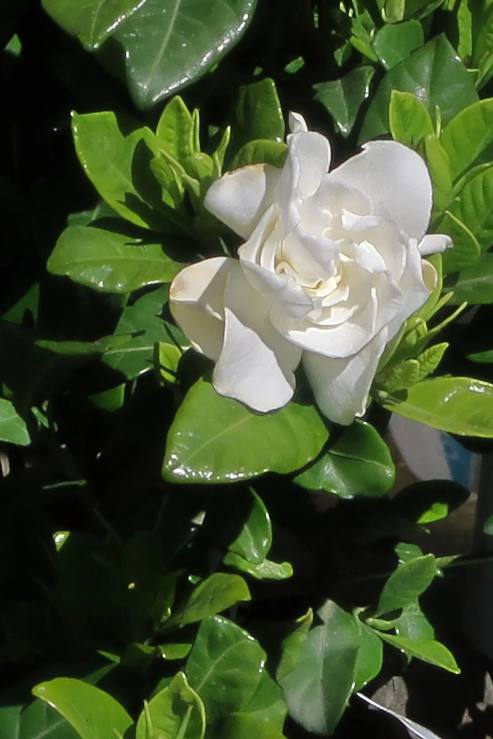 Gardenia (Gardenia Jasminoides) — shrub for full or half; or even in containers where their growth can be more easily managed and appreciated, image 104