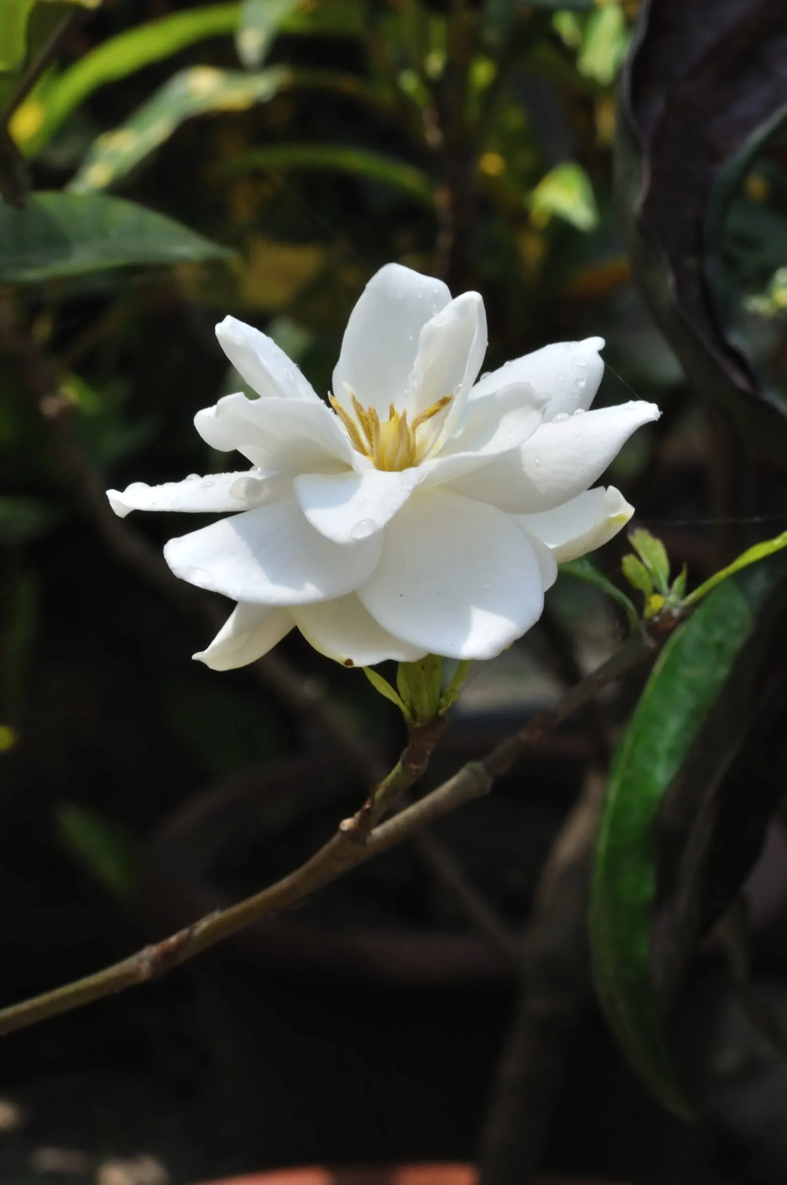 Gardenia (Gardenia Jasminoides) — The shrub benefits from consistent moisture, but overwatering or poor drainage can lead to root rot; mulching, image 122