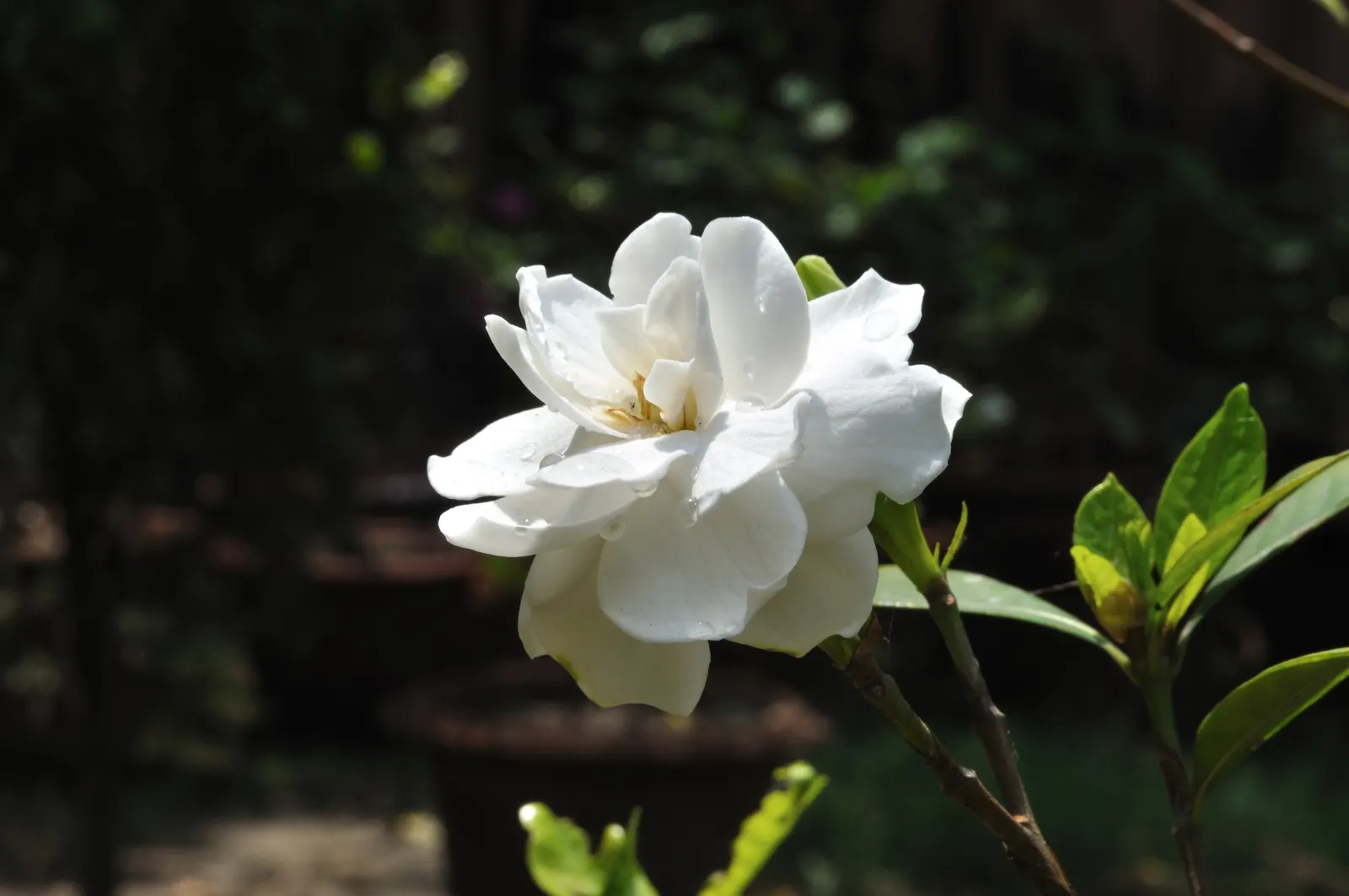 Gardenia (Gardenia Jasminoides) — commonly known as Cape Jasmine; preferring USDA zones 8-11, it flourishes in partial to full sun with, image 131