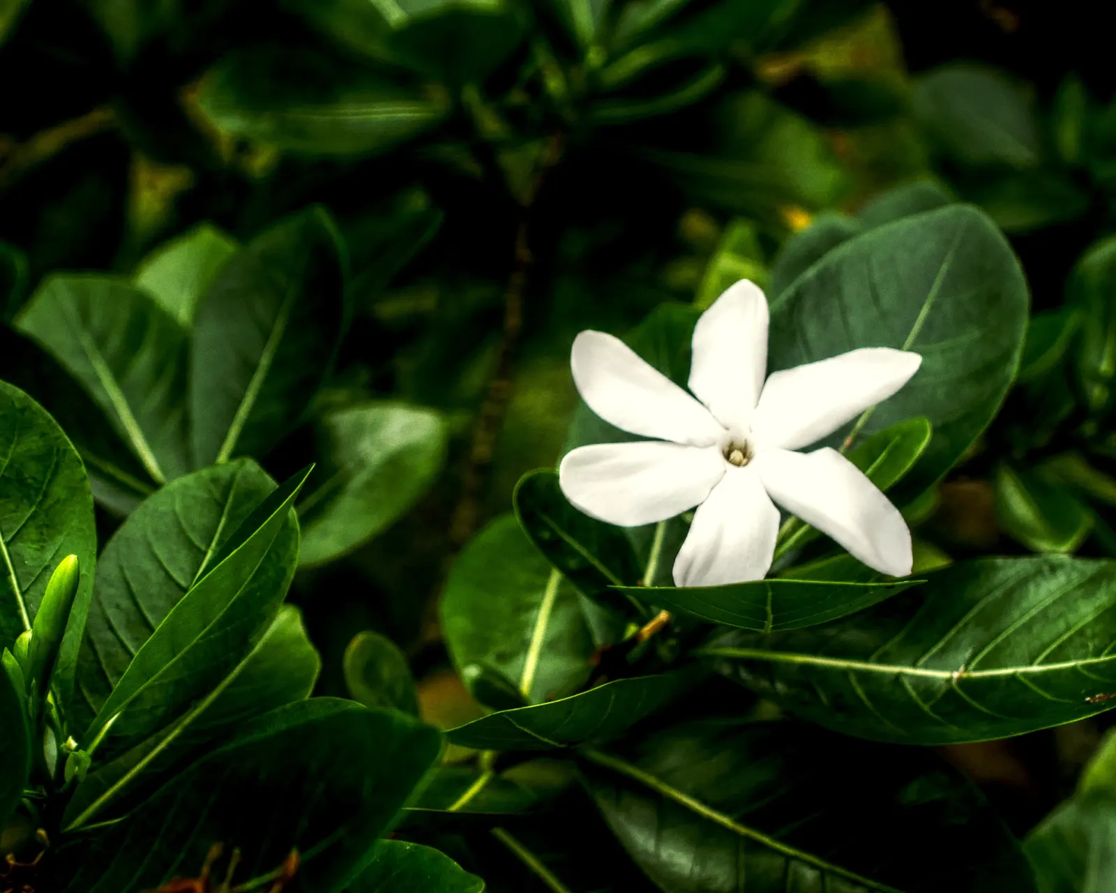 Gardenia (Gardenia Jasminoides) — depending on the cultivar; though too much direct sunlight can scorch the leaves