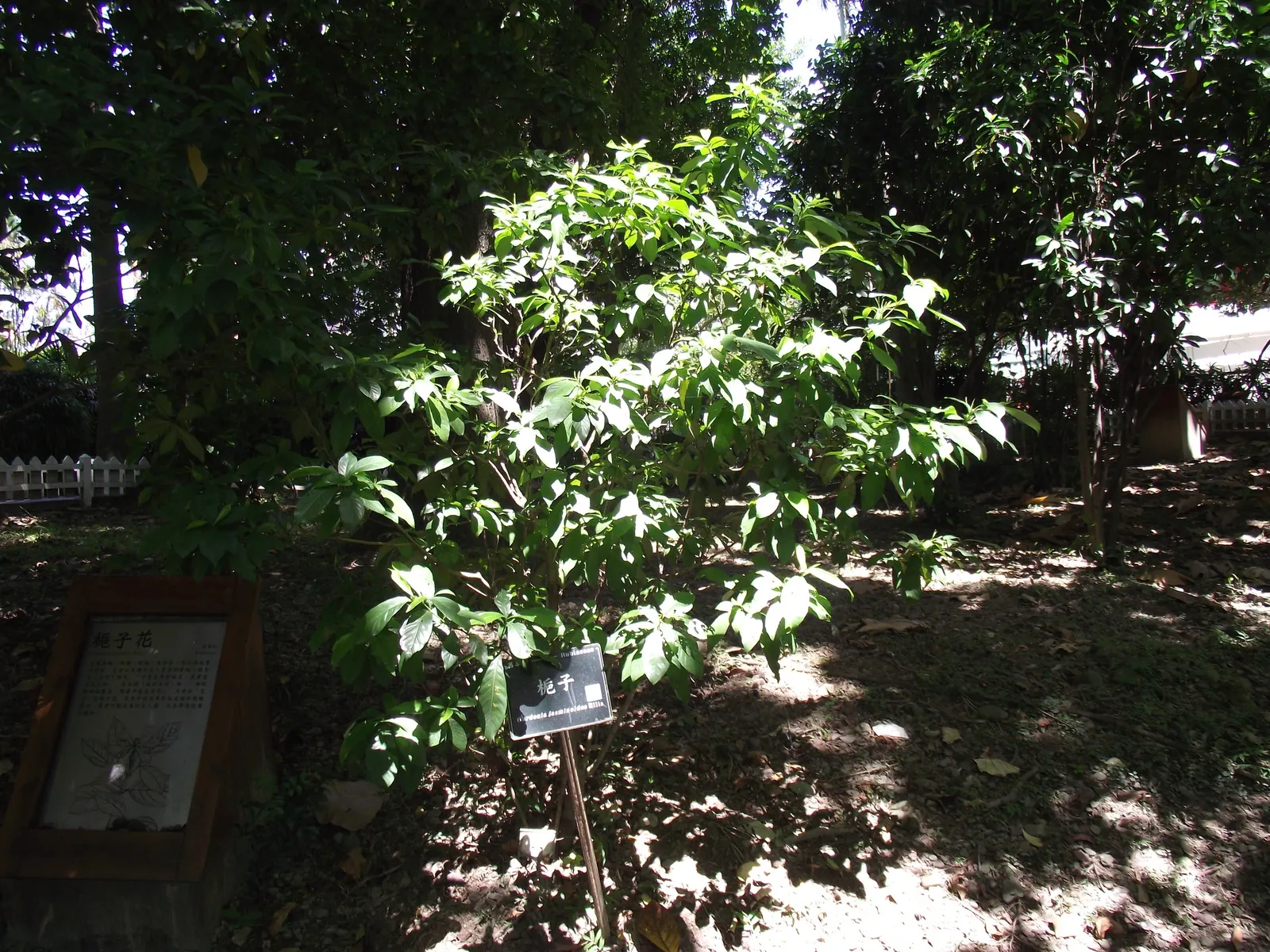 Gardenia (Gardenia Jasminoides) — is a prized flowering shrub renowned for its lush; commonly known as Cape Jasmine, image 112