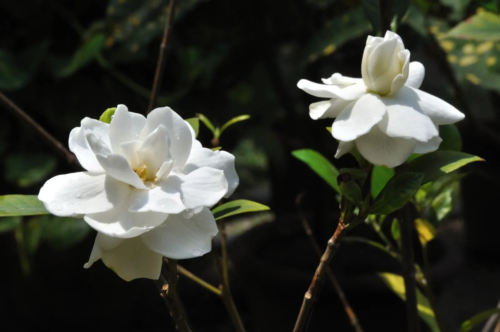 Gardenia (Gardenia Jasminoides) — velvety white flowers and sweet; is a prized flowering shrub renowned for its lush, image 113