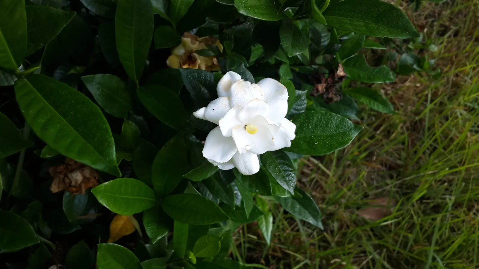 Gardenia (Gardenia Jasminoides) — The shrub benefits from consistent moisture, but overwatering or poor drainage can lead to root rot; mulching, image 96