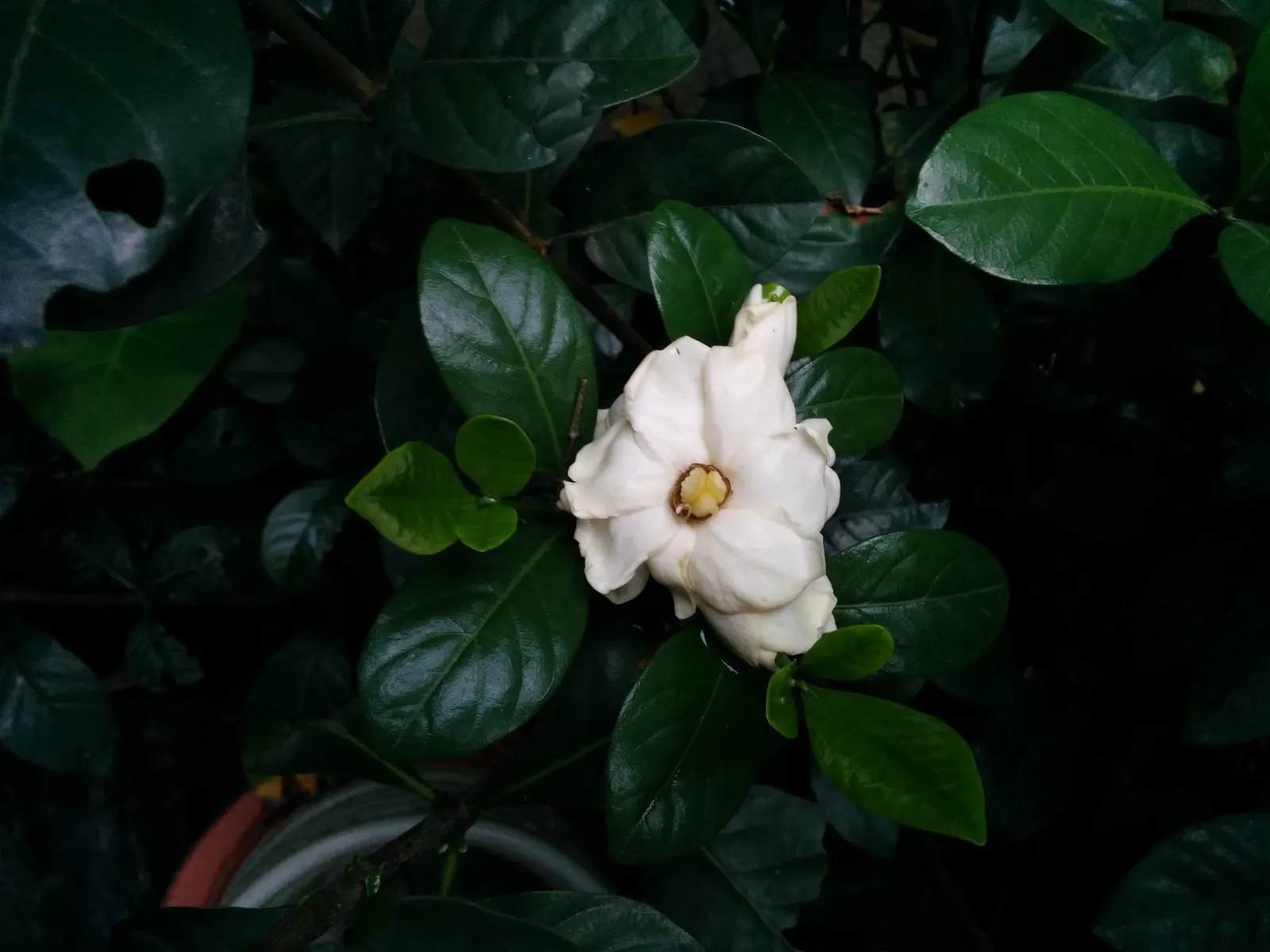 Gardenia (Gardenia Jasminoides) — dark-green leaves provide a striking backdrop to the intensely aromatic blossoms