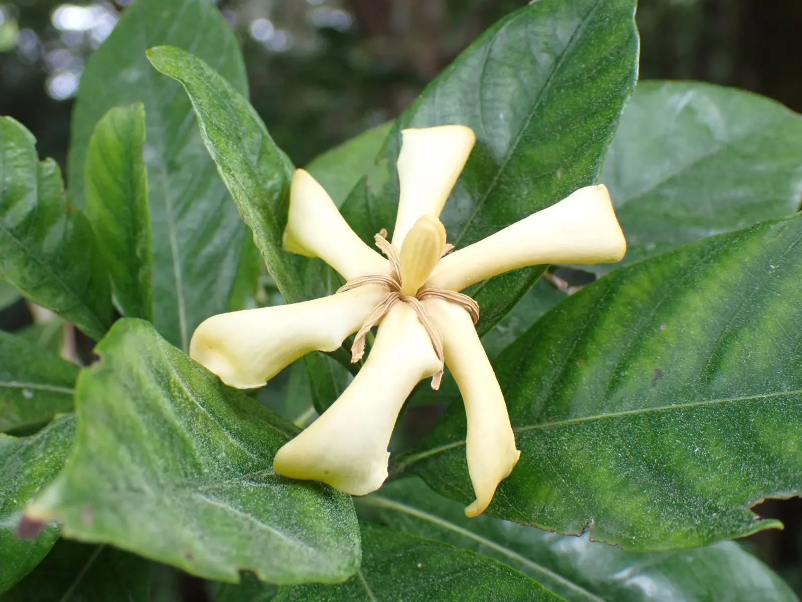 Gardenia (Gardenia Jasminoides) — Preferring USDA zones 8-11, it flourishes in partial to full sun with well-drained, acidic soil; shrub with white, image 108