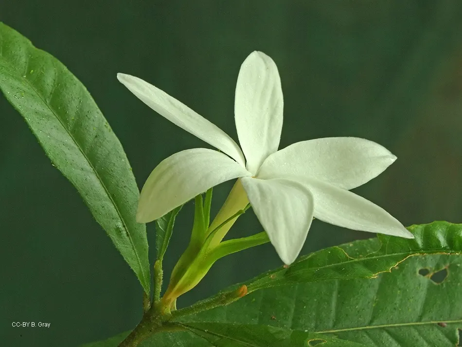 Gardenia (Gardenia Jasminoides) — Ideal for hedges or as aromatic accent plants in a garden design; the flowers can reach up to 3 inches in diameter and may