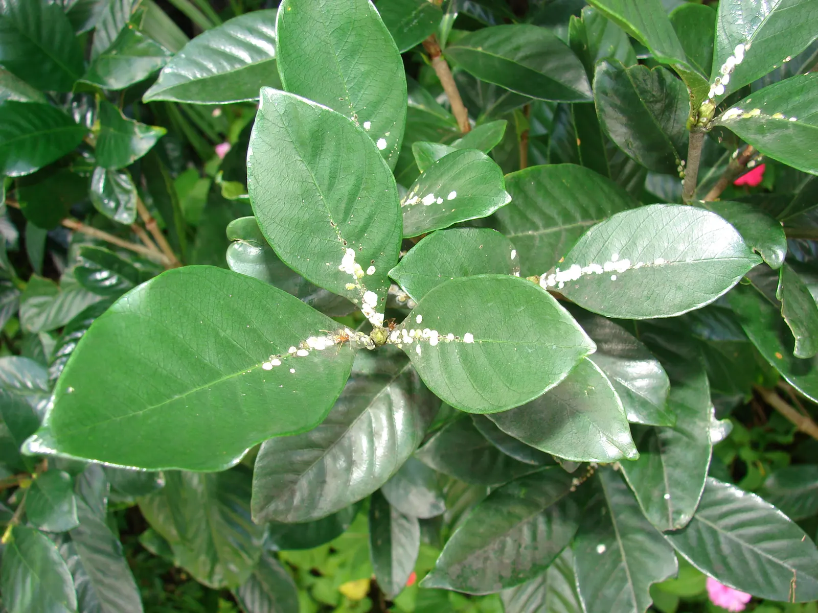 Gardenia (Gardenia Jasminoides) — white flowers in the garden; velvety white flowers and sweet, image 76