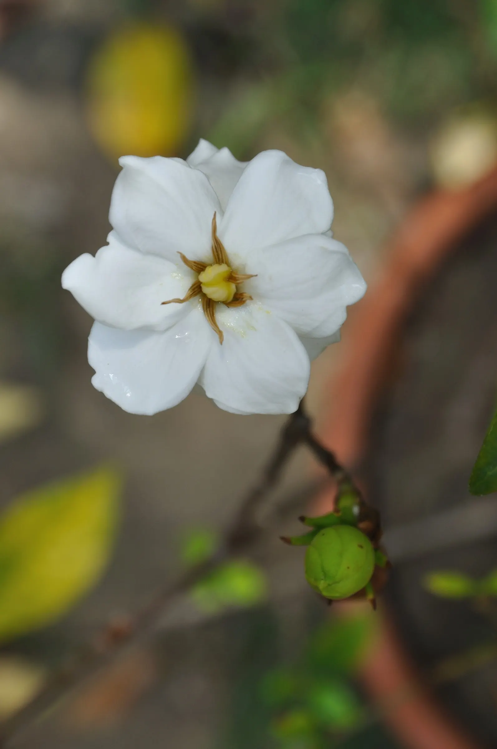 Gardenia (Gardenia Jasminoides) — Gardenias offer an exquisite addition to your landscape; <br><br>With their elegant beauty and scented blooms