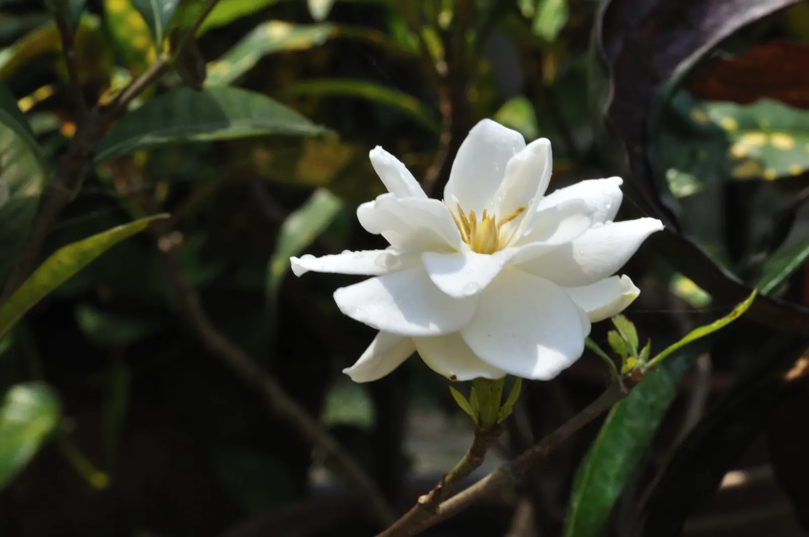 Gardenia (Gardenia Jasminoides) — commonly known as Cape Jasmine; preferring USDA zones 8-11, it flourishes in partial to full sun with, image 105