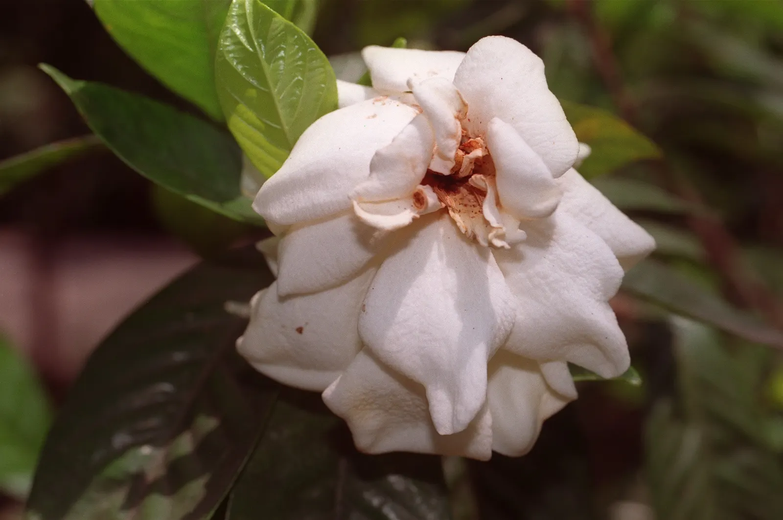 Gardenia (Gardenia Jasminoides) — <br><br>With their elegant beauty and scented blooms; depending on the cultivar