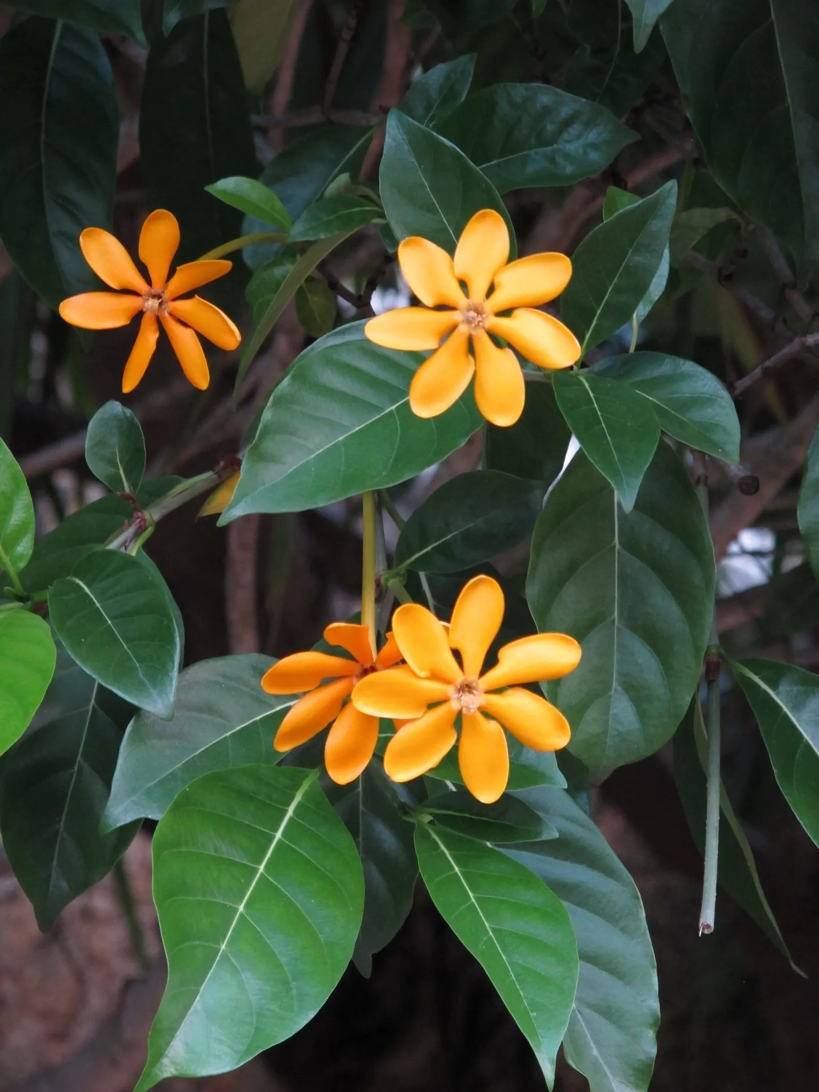 Gardenia (Gardenia Jasminoides) — shrub with white blooms; acidic soil with a pH between 5.0 and 6.5 and prefer a location with partial to full sun, image 129