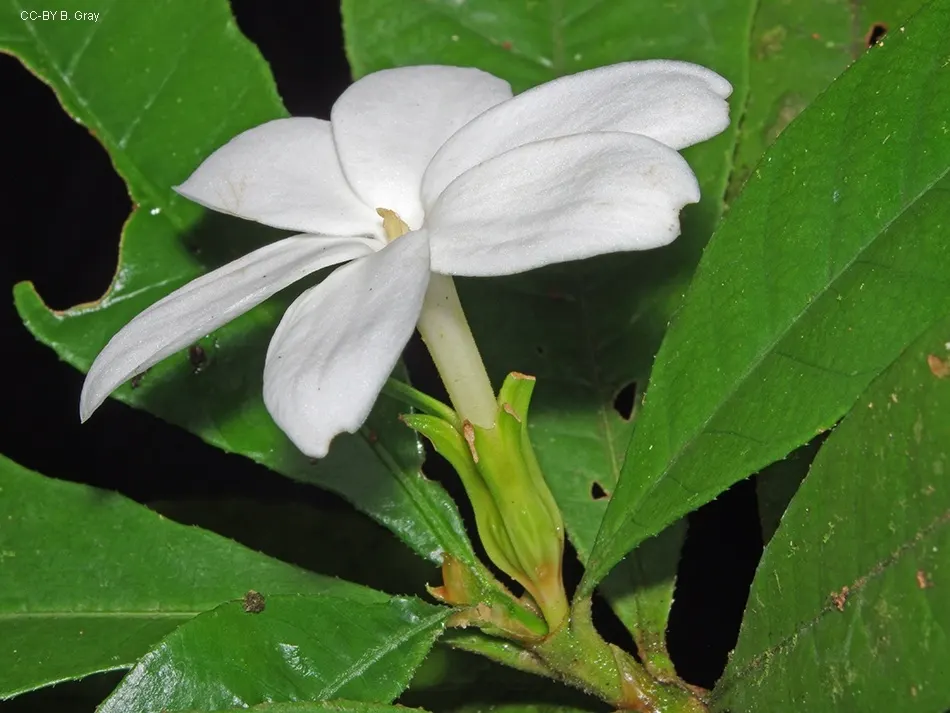 Gardenia (Gardenia Jasminoides) — white flowers in the garden; velvety white flowers and sweet
