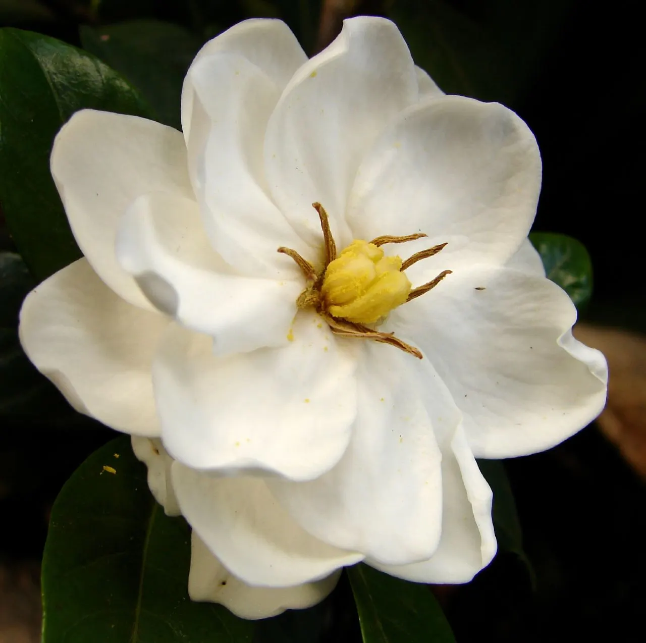 Gardenia (Gardenia Jasminoides) — white flowers in the garden