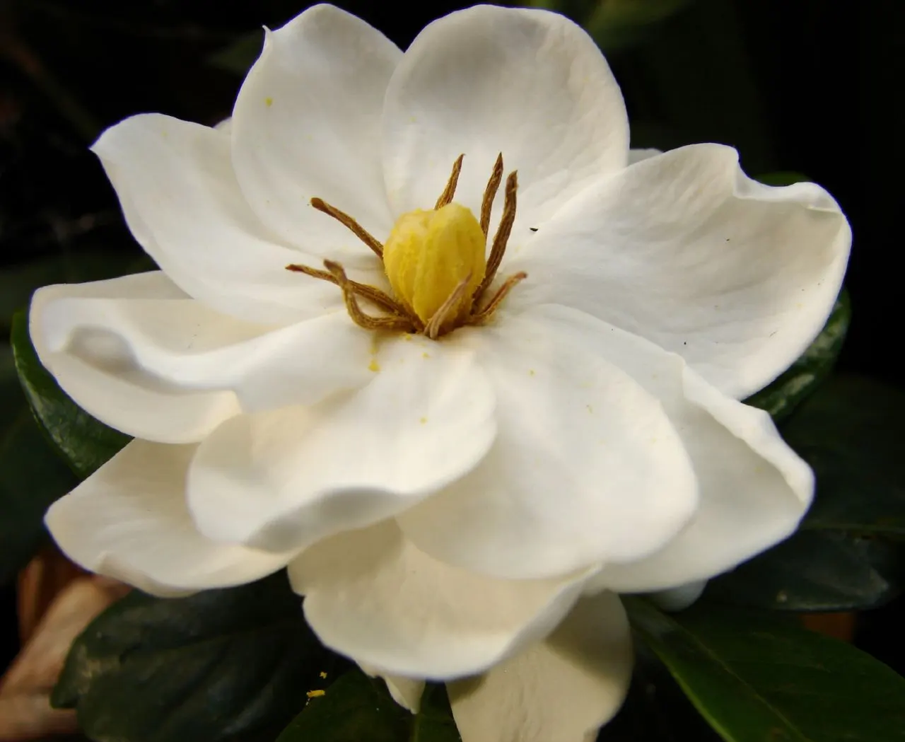 Gardenia (Gardenia Jasminoides) — dark green leaves and highly fragrant white or pale yellow blossoms; dark-green leaves provide a striking backdrop to the