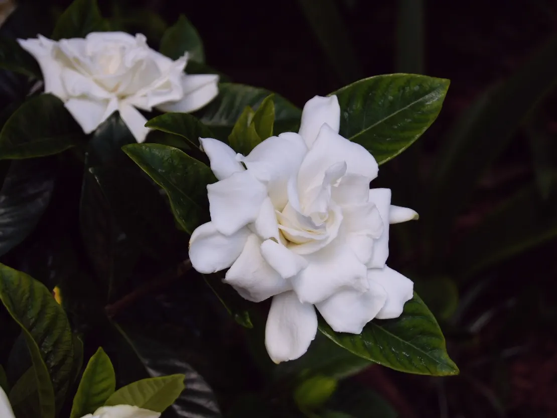 Gardenia (Gardenia Jasminoides) — ideal for the Gardenia's health.<br><br>To ensure a robust bloom; commonly referred to as the Gardenia, image 124