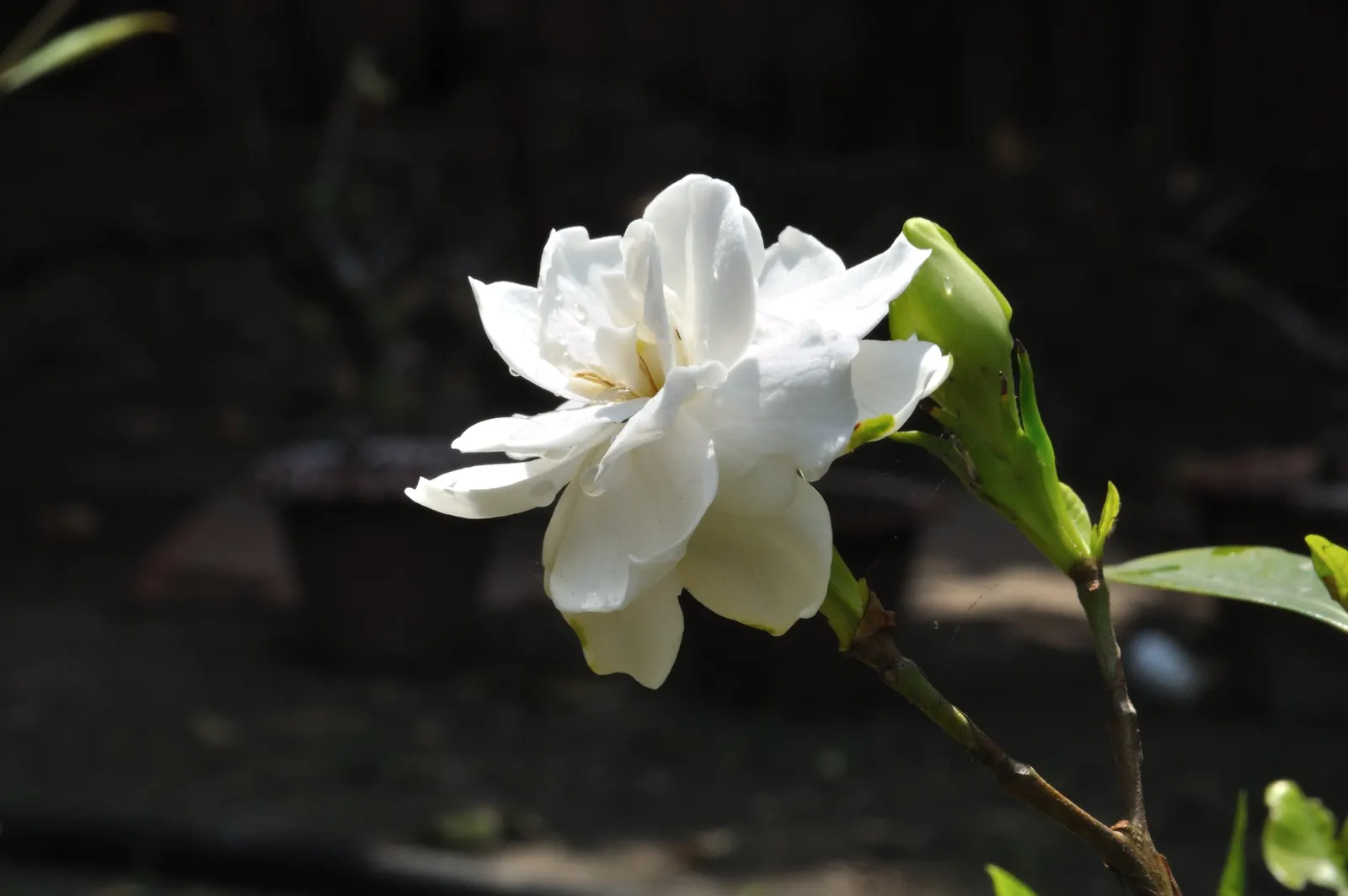 Gardenia (Gardenia Jasminoides) — Mulching helps retain soil moisture and maintains a consistent soil temperature