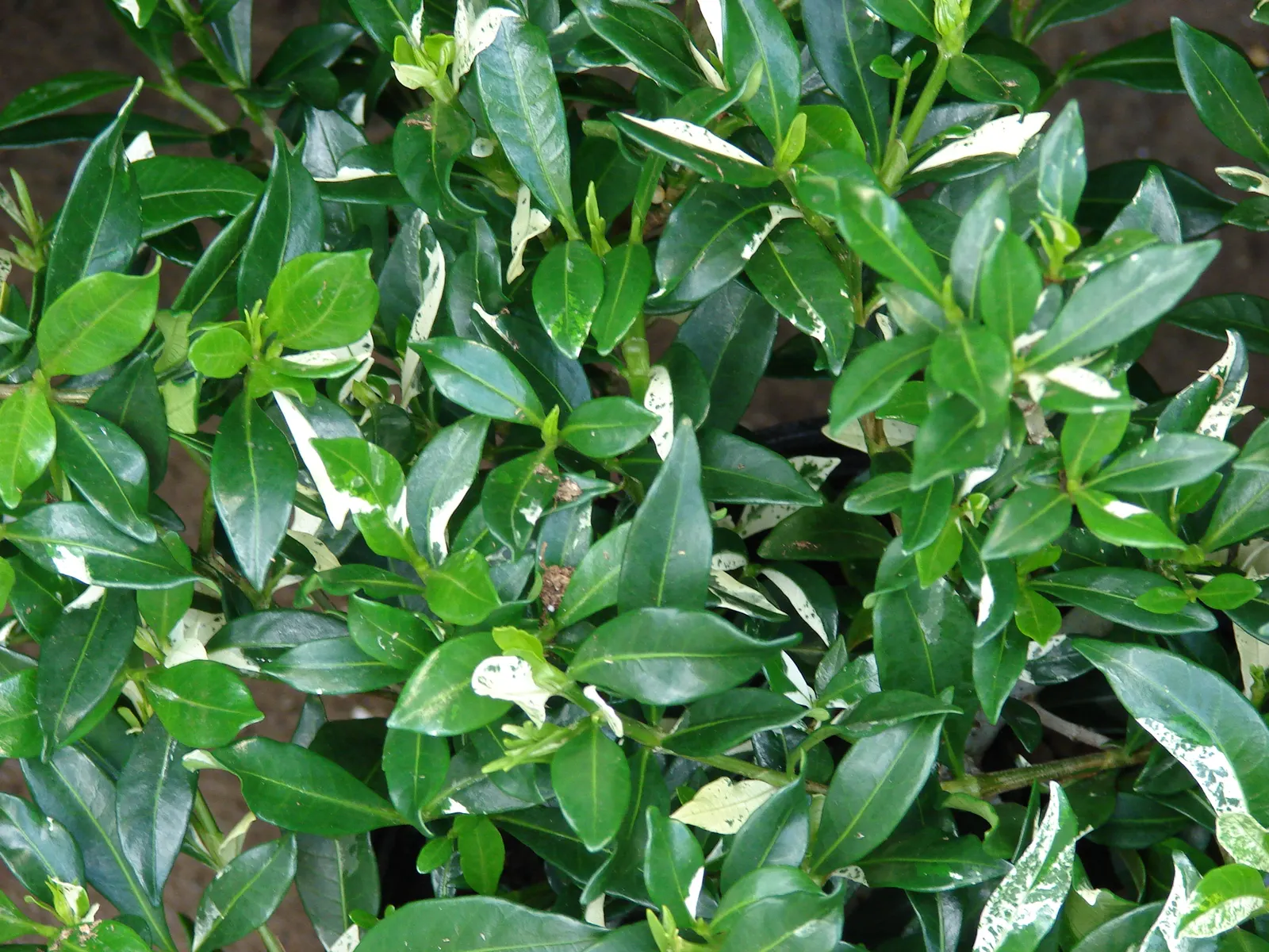 Gardenia (Gardenia Jasminoides) — <br><br>Gardenias require a well-drained; white flowers in the garden, image 67