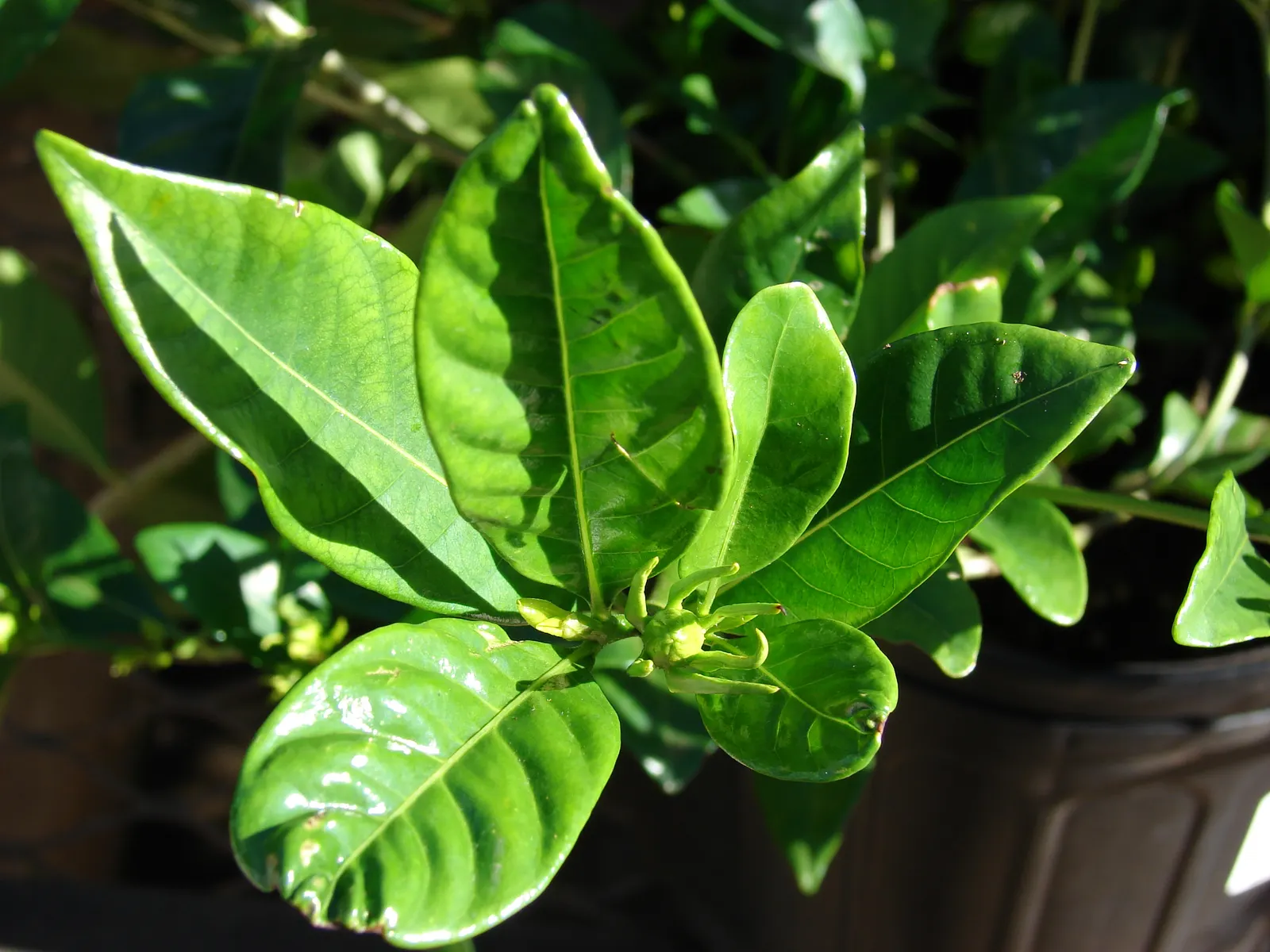 Gardenia (Gardenia Jasminoides) — is a prized flowering shrub renowned for its lush