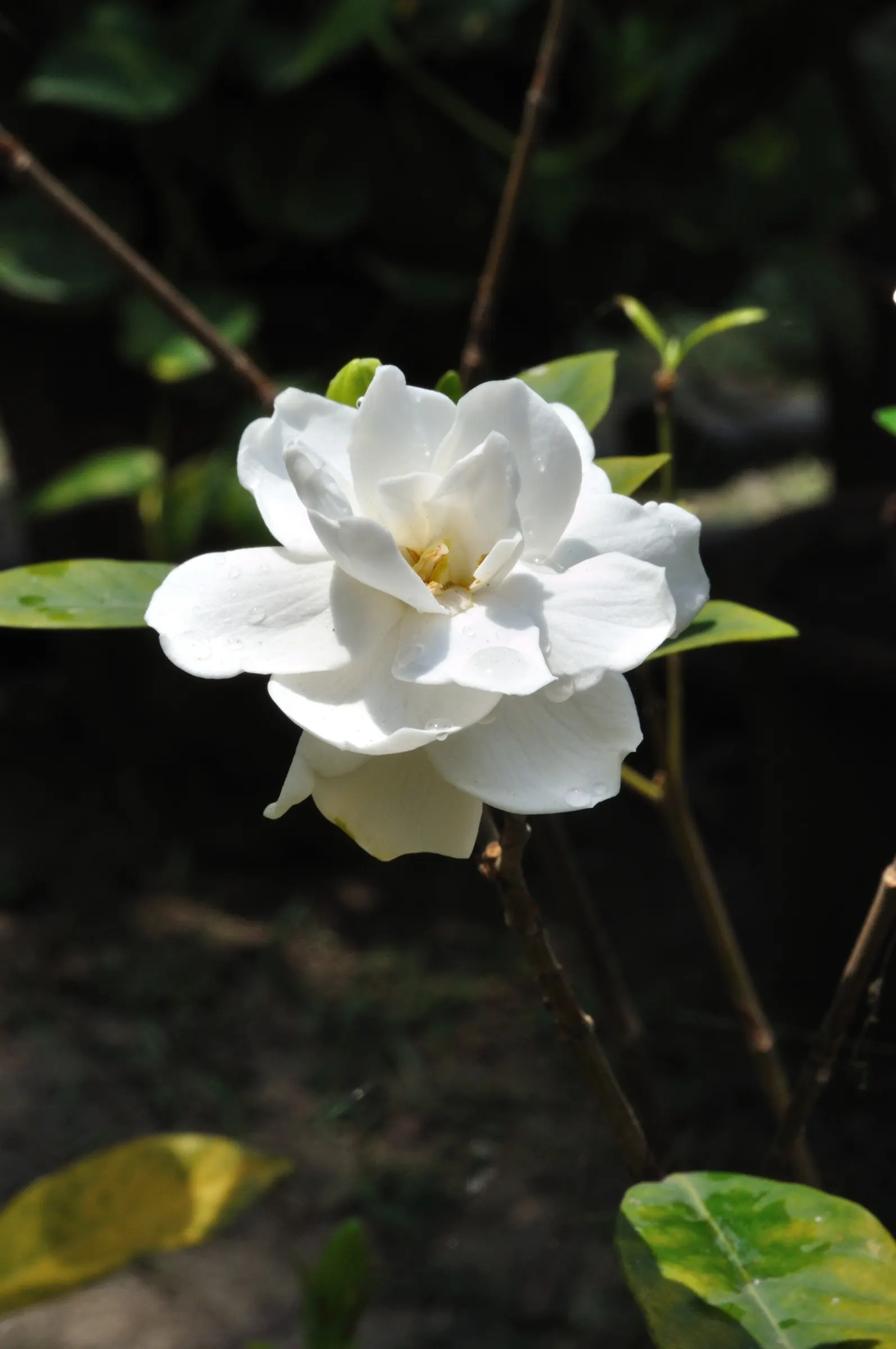 Gardenia (Gardenia Jasminoides) — commonly known as Cape Jasmine; preferring USDA zones 8-11, it flourishes in partial to full sun with, image 53