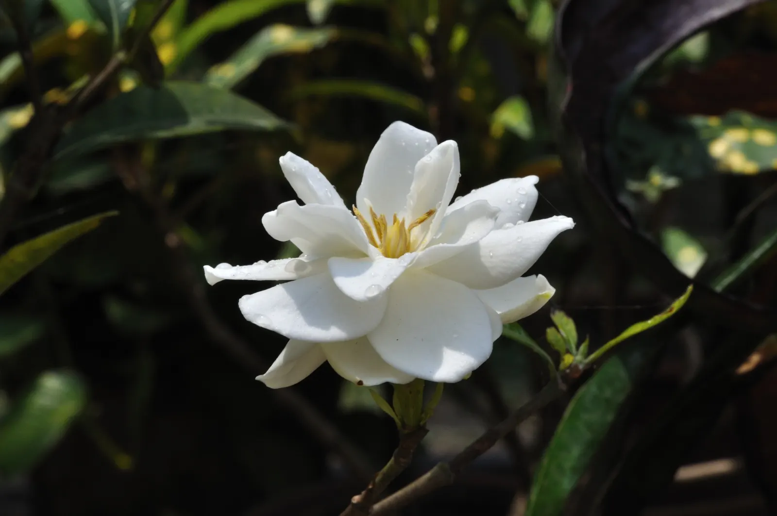 Gardenia (Gardenia Jasminoides) — commonly known as Cape Jasmine; preferring USDA zones 8-11, it flourishes in partial to full sun with well-drained, acidic
