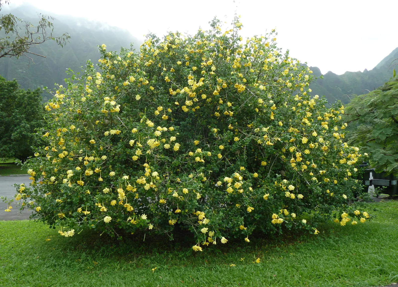 Gardenia (Gardenia Jasminoides) — is a prized flowering shrub renowned for its lush; commonly known as Cape Jasmine, image 60
