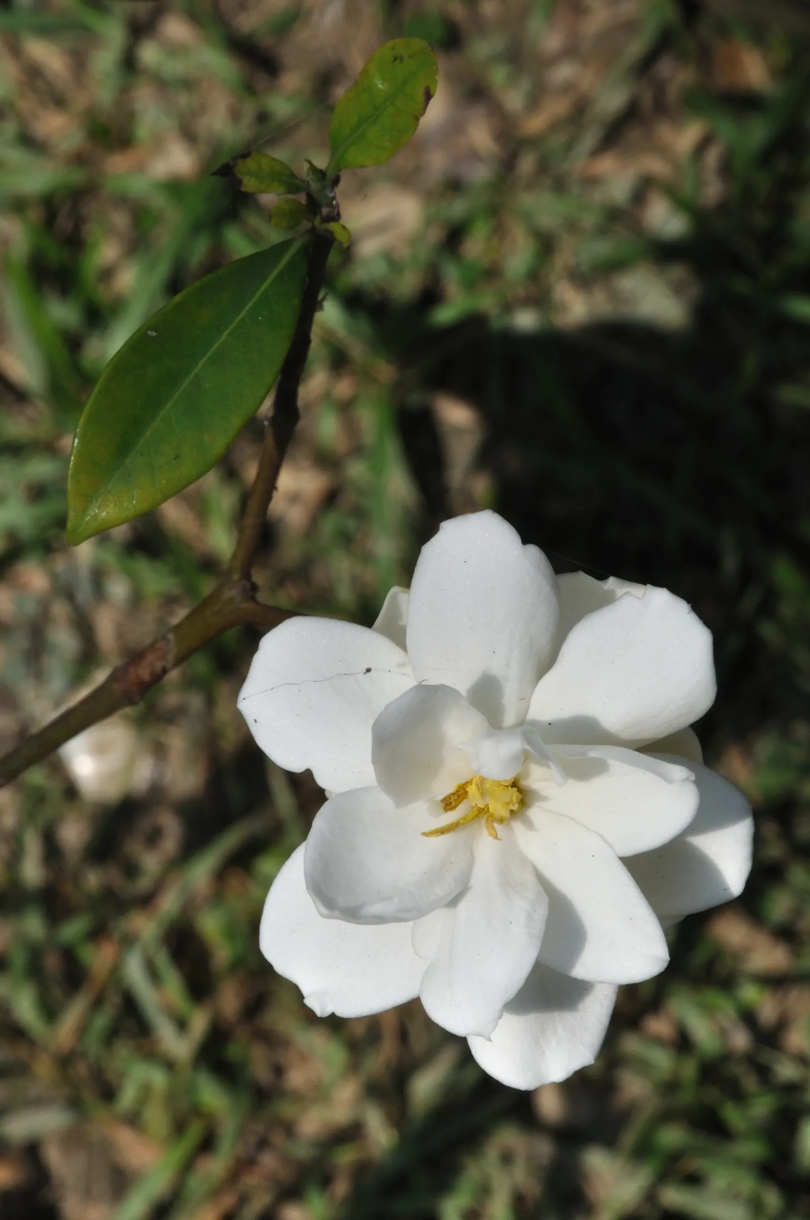 Gardenia (Gardenia Jasminoides) — which typically bloom from mid-spring to mid-summer; this evergreen shrub typically matures to 3-6 feet tall and wide