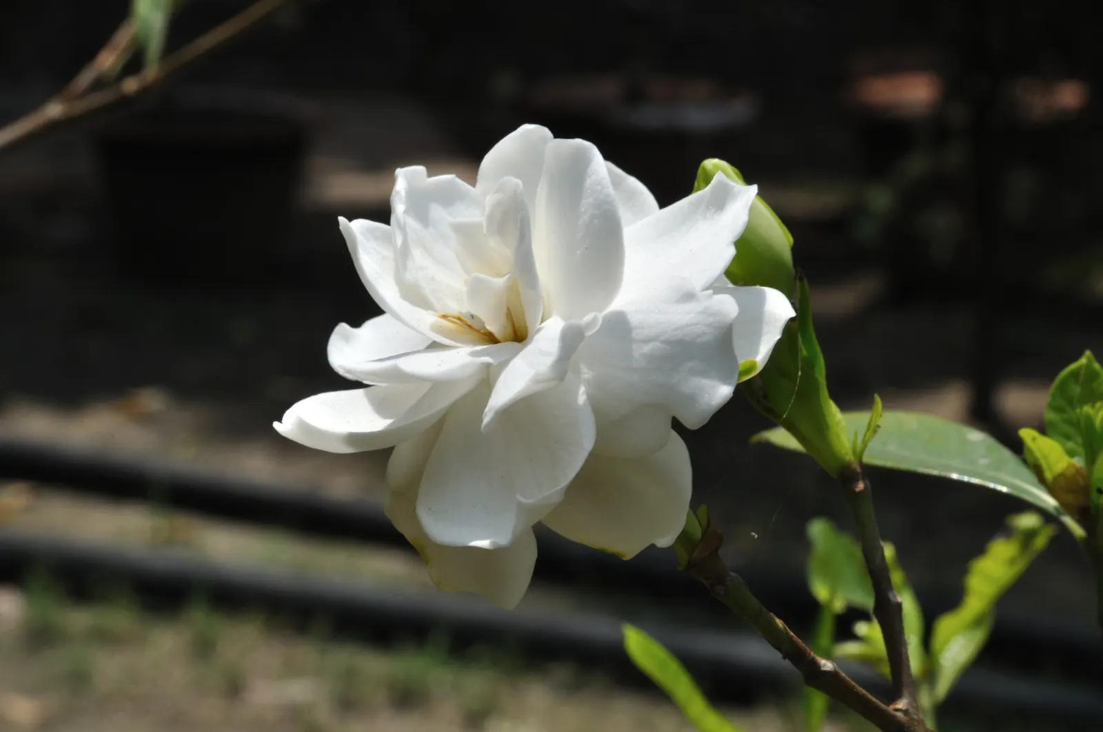Gardenia (Gardenia Jasminoides) — <br><br>Gardenias require a well-drained