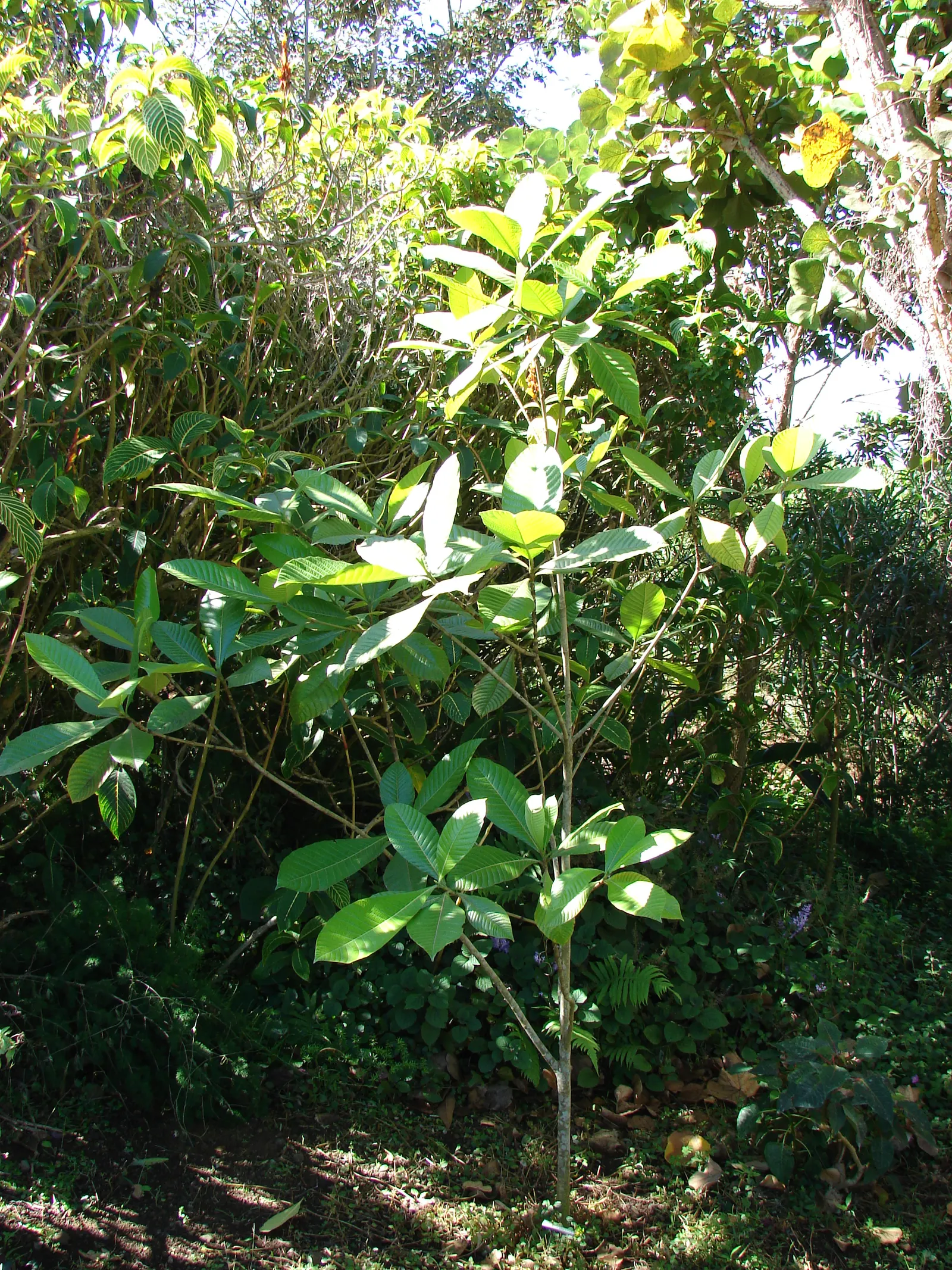 Gardenia (Gardenia Jasminoides) — depending on the cultivar