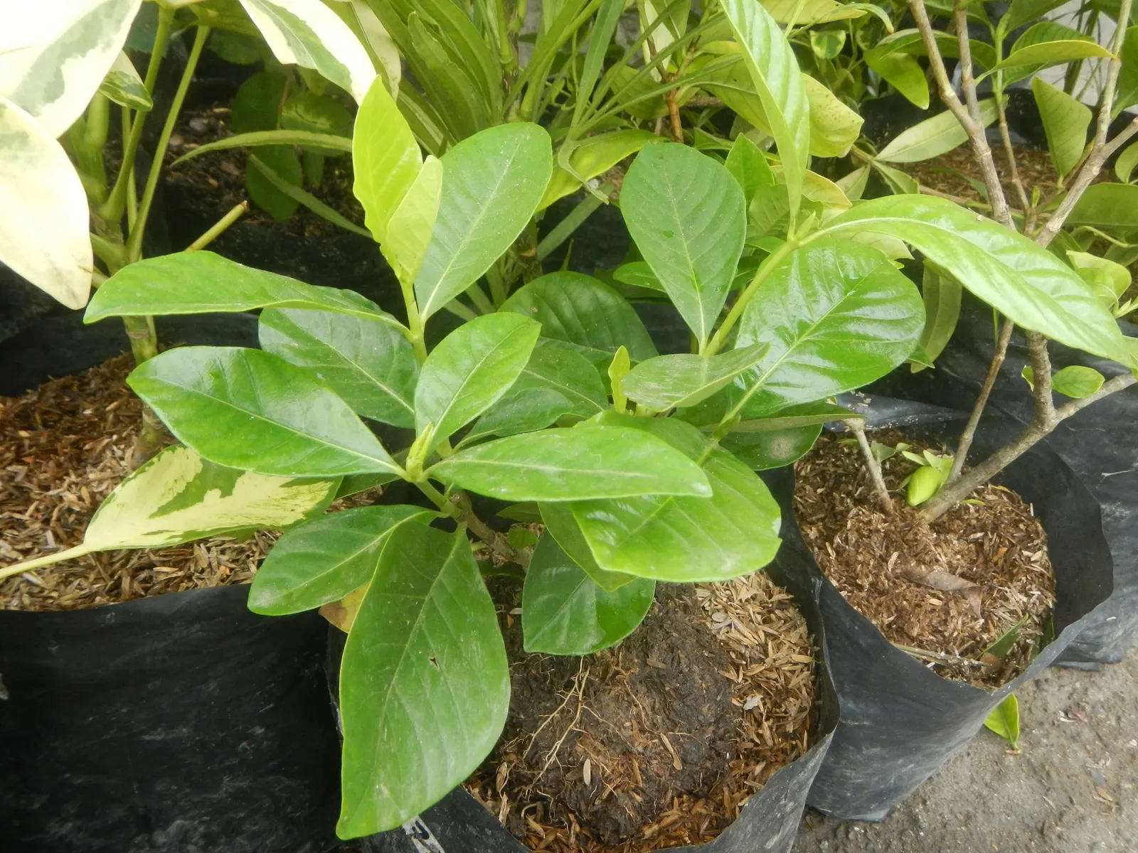 Gardenia (Gardenia Jasminoides) — Gardenias require regular watering and protection from cold temperatures; ideal for hedges or as aromatic accent, image 57