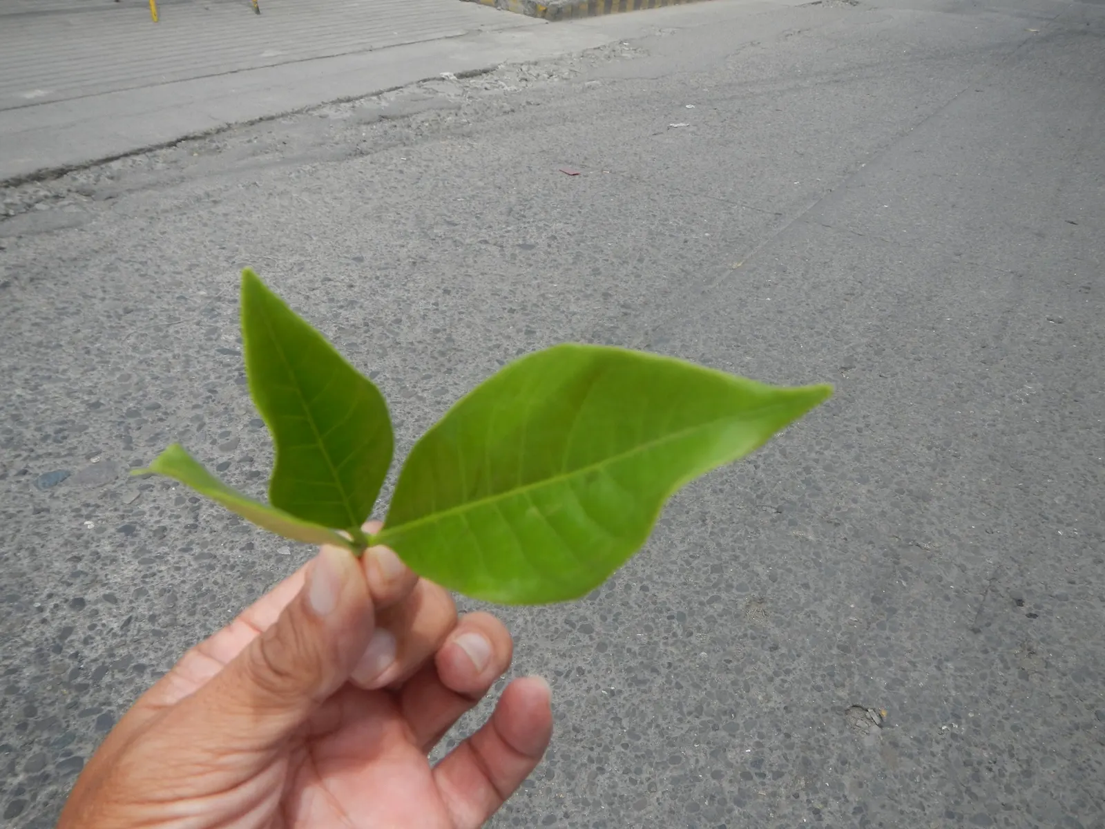 Gardenia (Gardenia Jasminoides) — The shrub benefits from consistent moisture, but overwatering or poor drainage can lead to root rot
