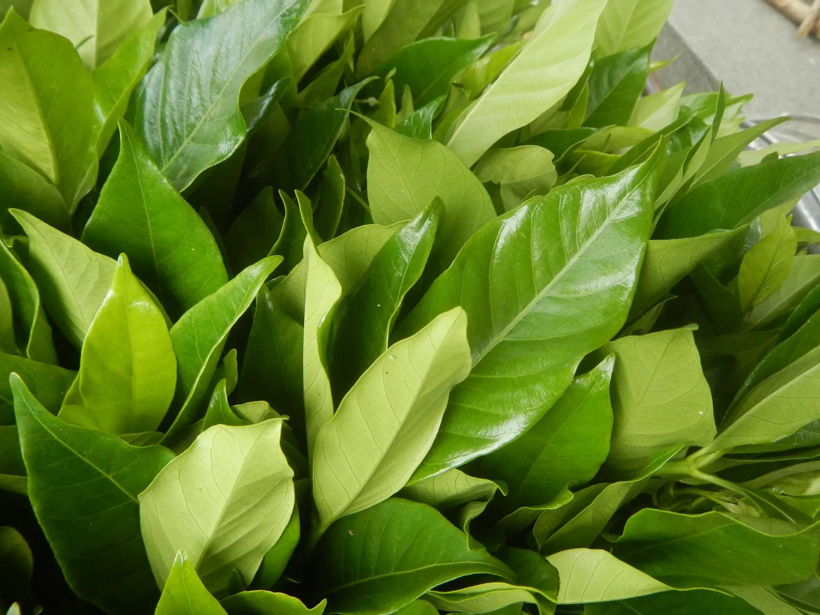 Gardenia (Gardenia Jasminoides) — depending on the cultivar; though too much direct sunlight can scorch the leaves, image 118