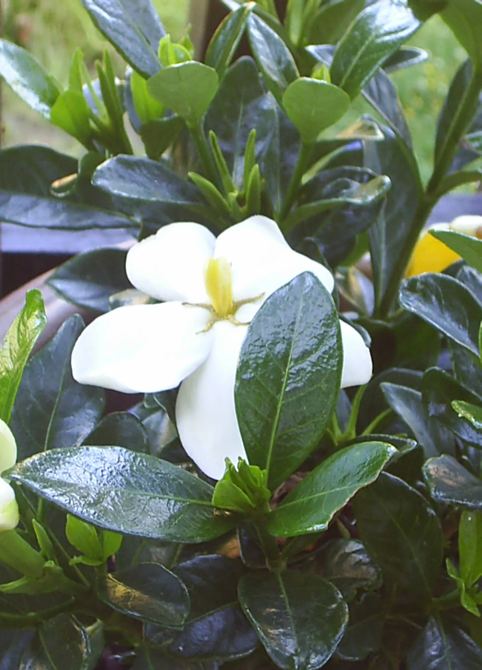 Gardenia (Gardenia Jasminoides) — shrub with white blooms; acidic soil with a pH between 5.0 and 6.5 and prefer a location with partial to full sun, image 77