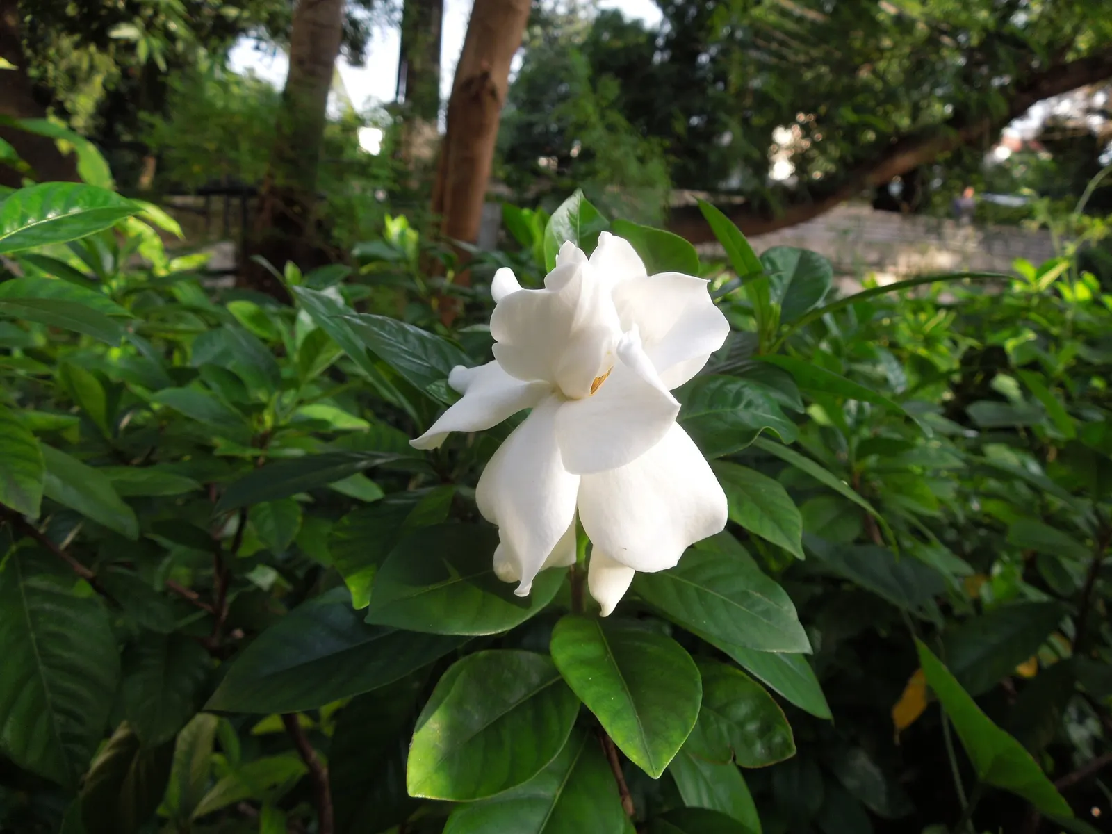 Gardenia (Gardenia Jasminoides) — commonly known as Cape Jasmine
