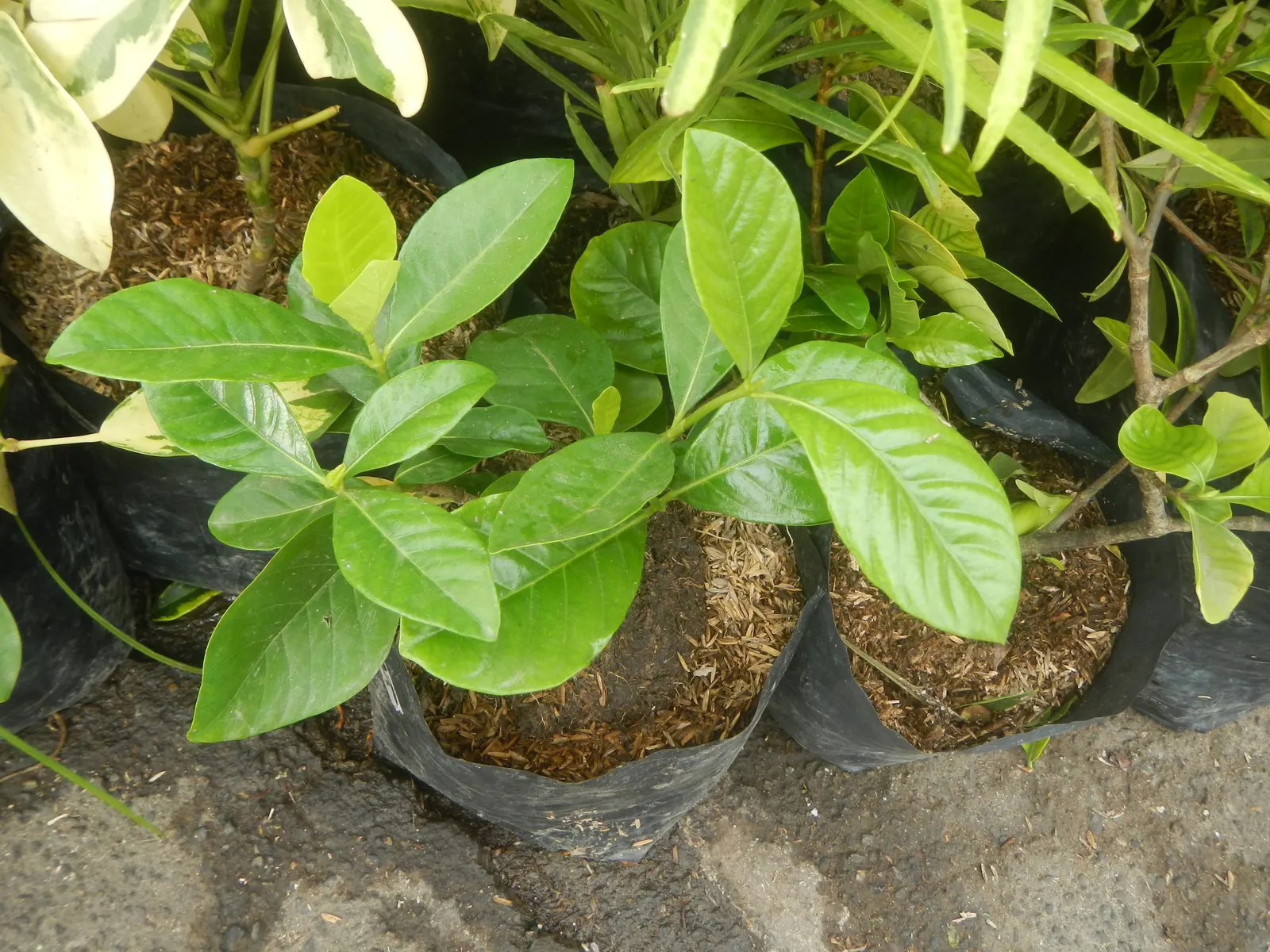 Gardenia (Gardenia Jasminoides) — though too much direct sunlight can scorch the leaves