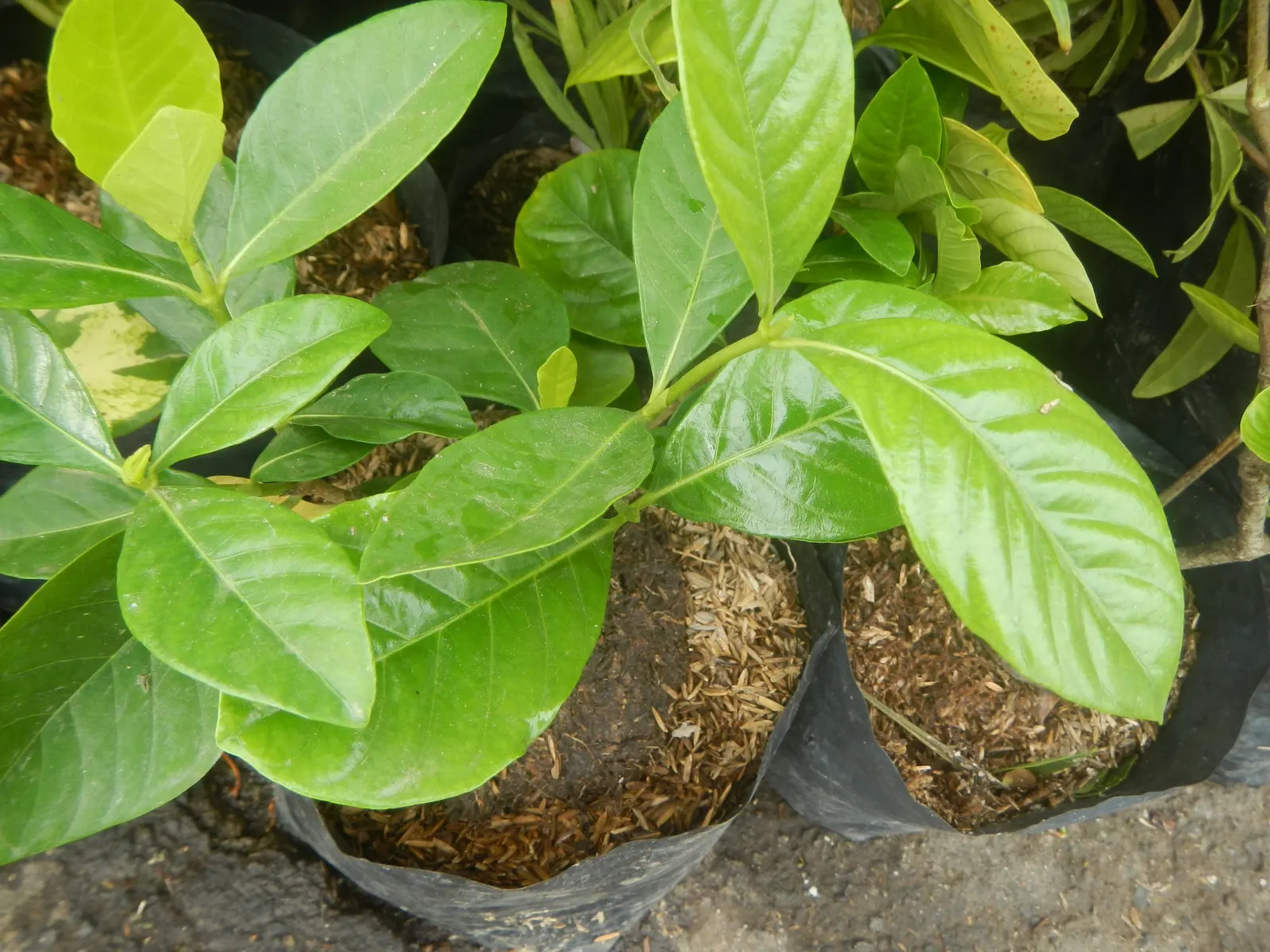 Gardenia (Gardenia Jasminoides) — is a prized flowering shrub renowned for its lush; commonly known as Cape Jasmine, image 86