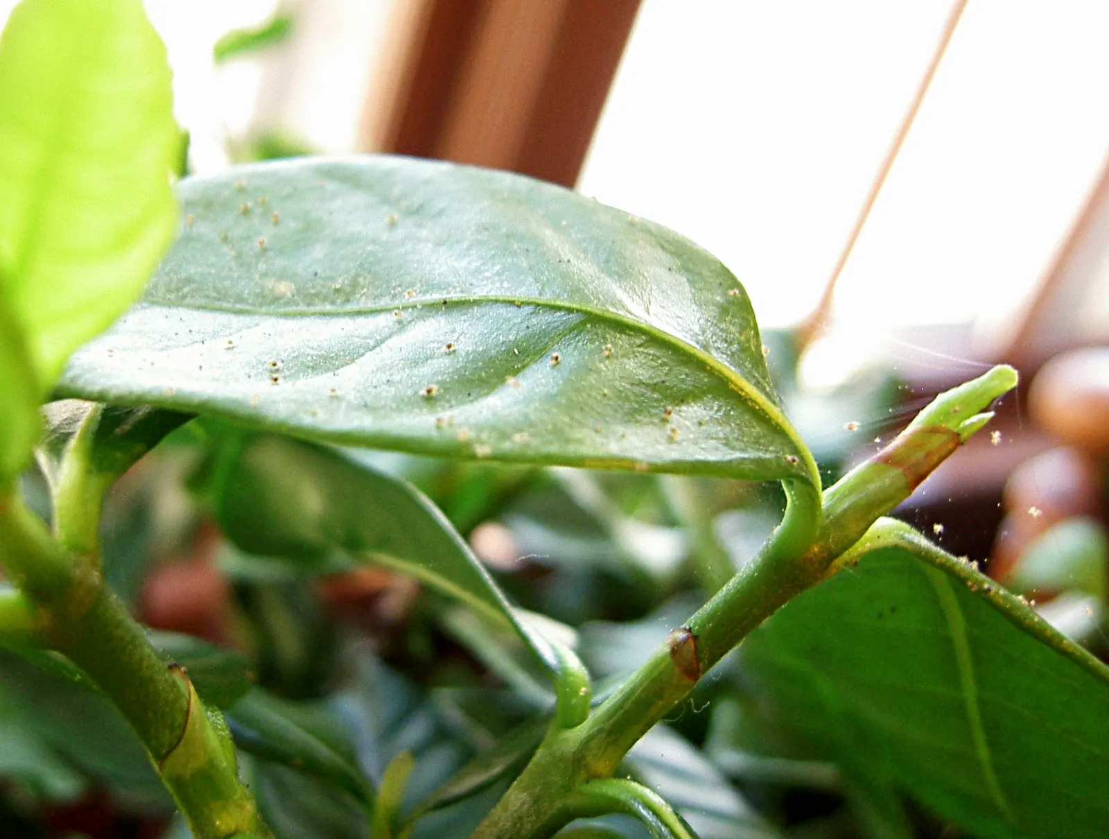 Gardenia (Gardenia Jasminoides) — dark green leaves and highly fragrant white or pale yellow blossoms; dark-green leaves provide a striking, image 54