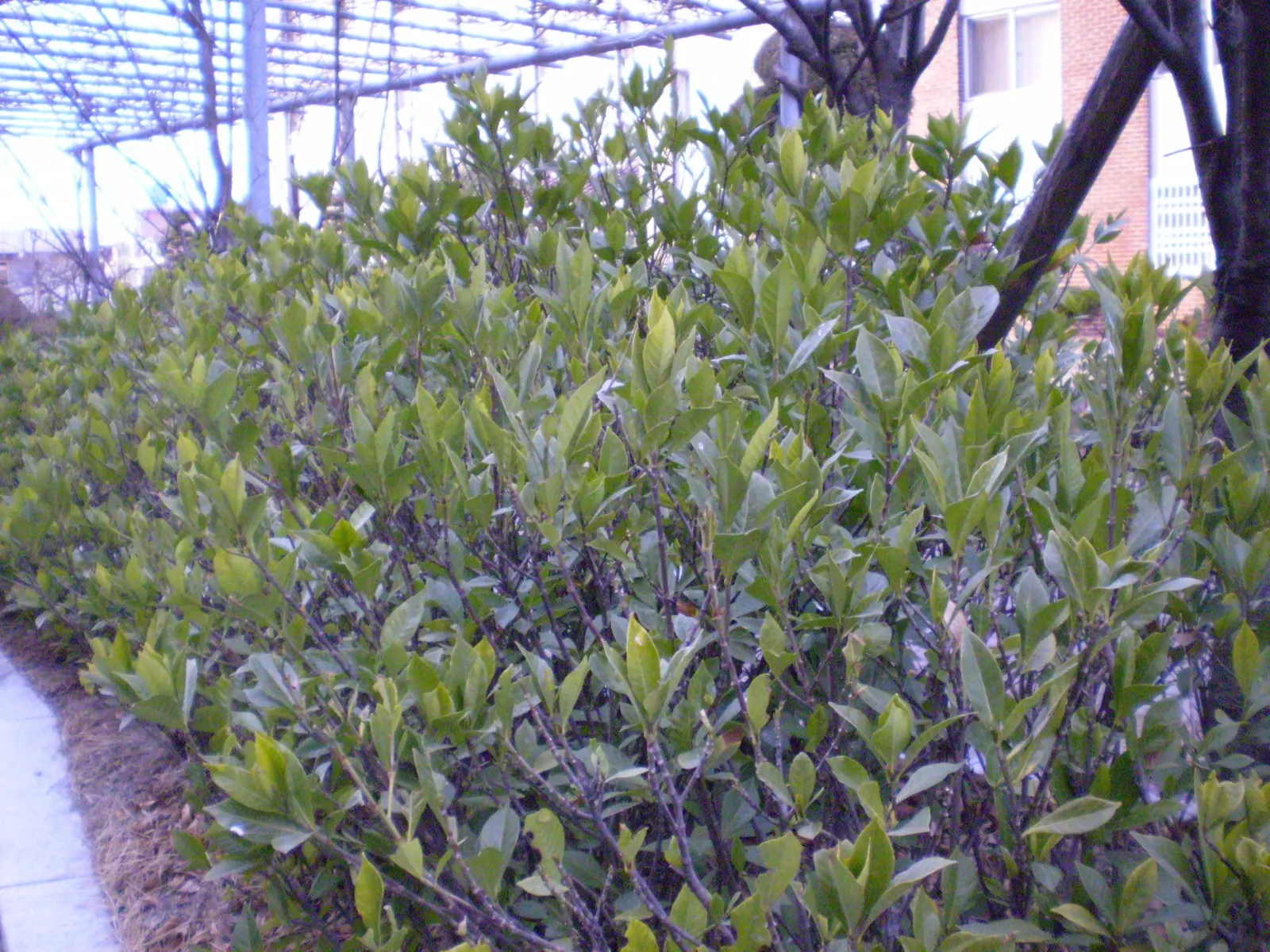 Gardenia (Gardenia Jasminoides) — The flowers can reach up to 3 inches in diameter and may either be single or double-form; a native to the tropical and