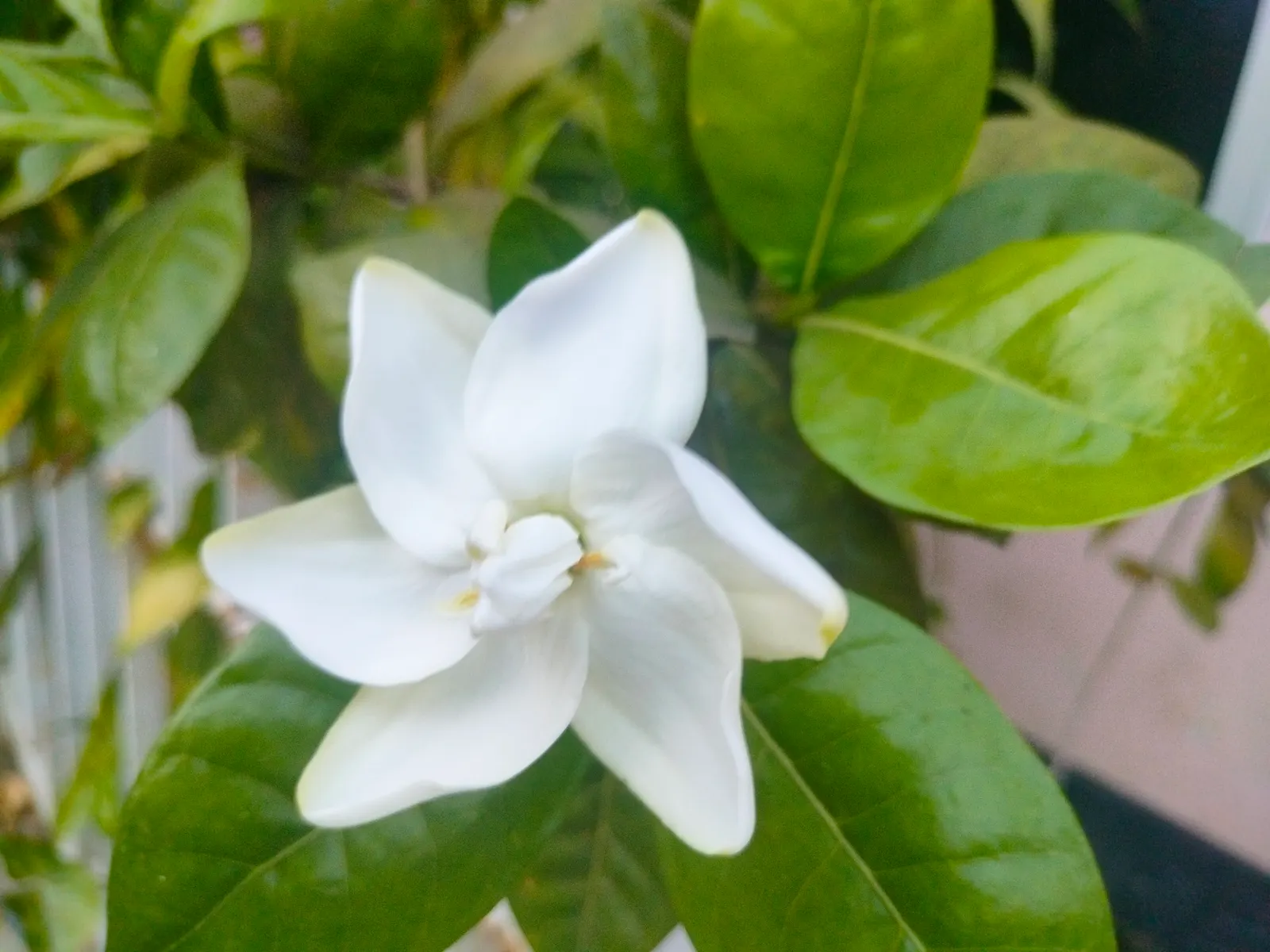 Gardenia (Gardenia Jasminoides) — ideal for the Gardenia's health.<br><br>To ensure a robust bloom; commonly referred to as the Gardenia