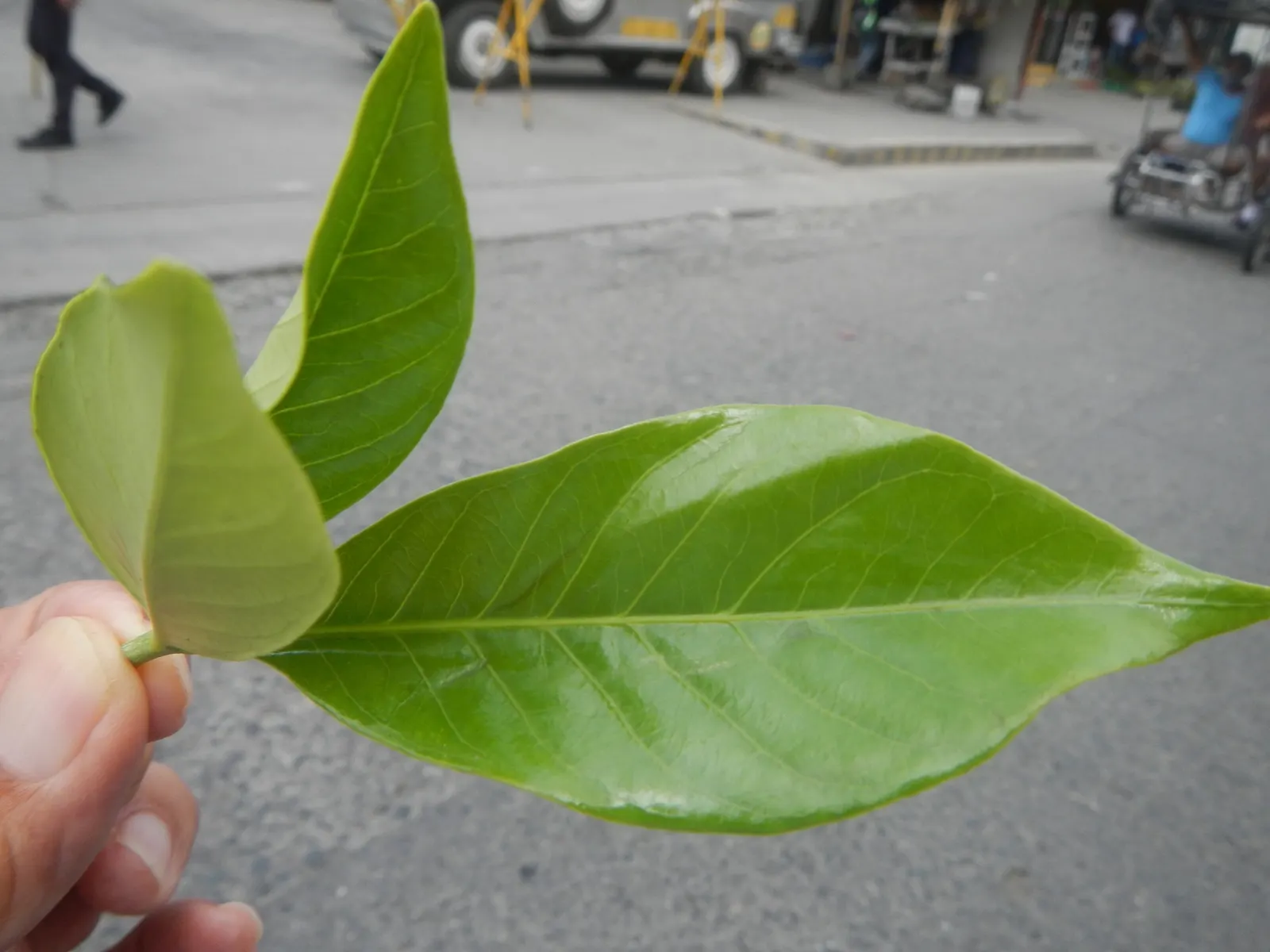 Gardenia (Gardenia Jasminoides) — shrub for full or half; or even in containers where their growth can be more easily managed and appreciated, image 130