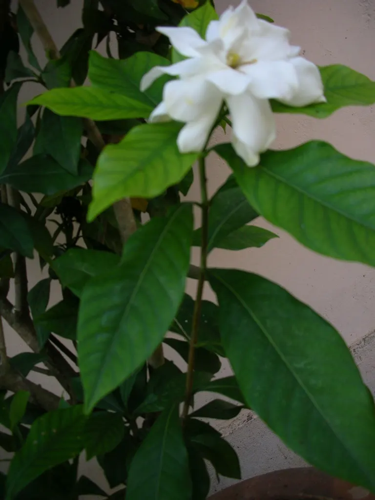 Gardenia (Gardenia Jasminoides) — commonly known as Cape Jasmine; preferring USDA zones 8-11, it flourishes in partial to full sun with, image 79
