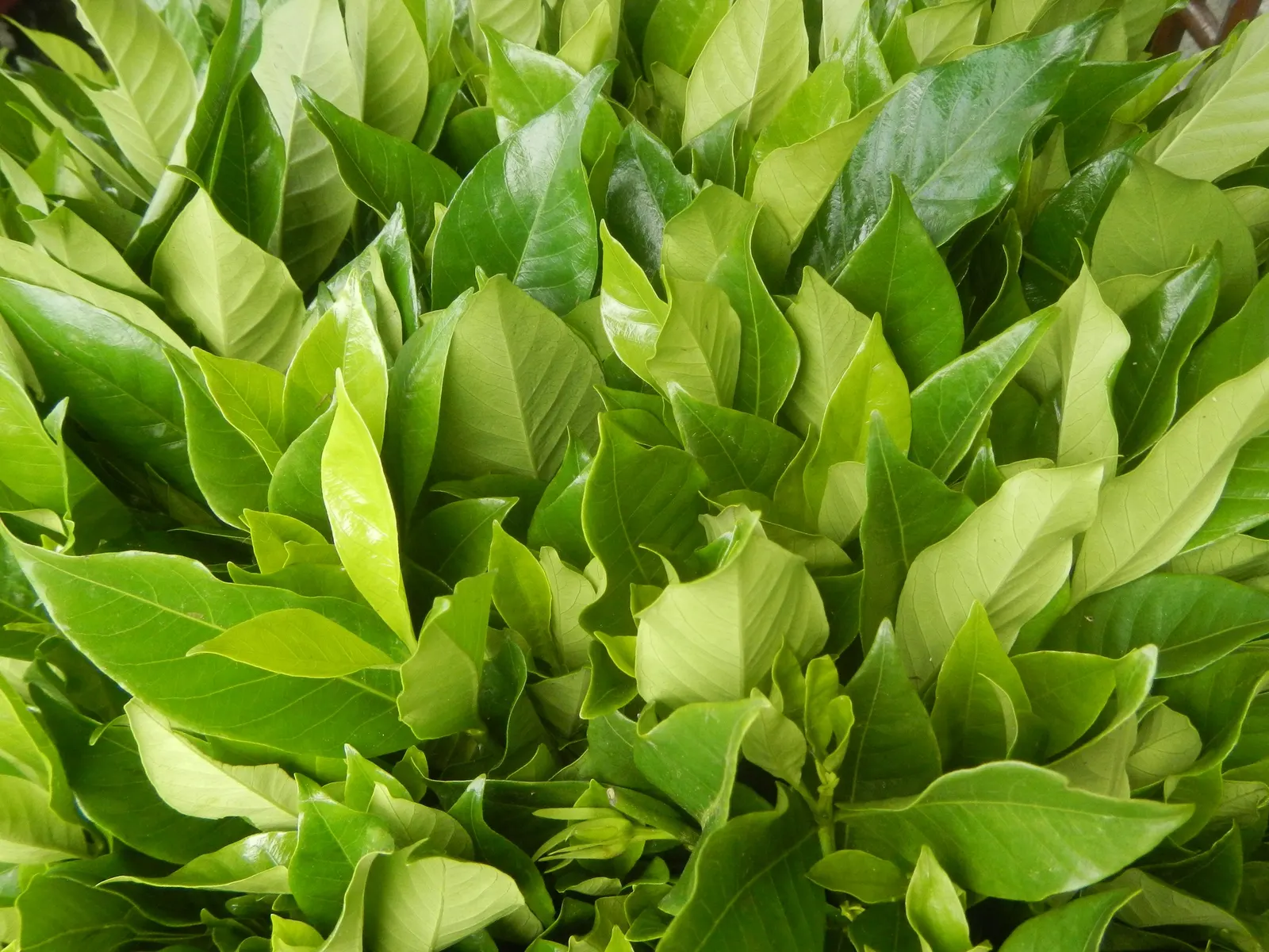 Gardenia (Gardenia Jasminoides) — A native to the tropical and subtropical regions of Africa, Asia, and the Pacific Islands, it thrives in U.S, image 62